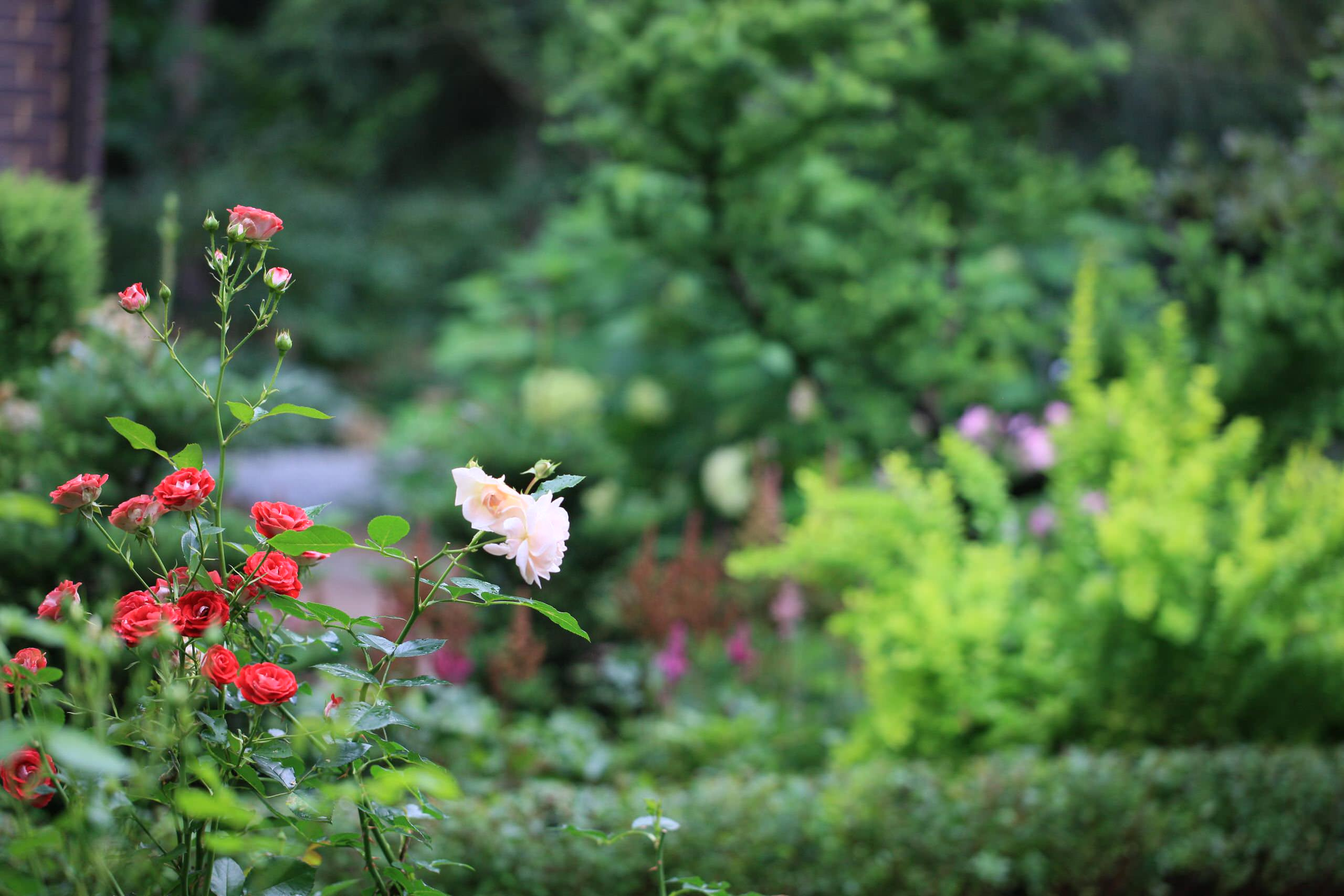 В гостях: Сад на 14 сотках, где живут круглый год