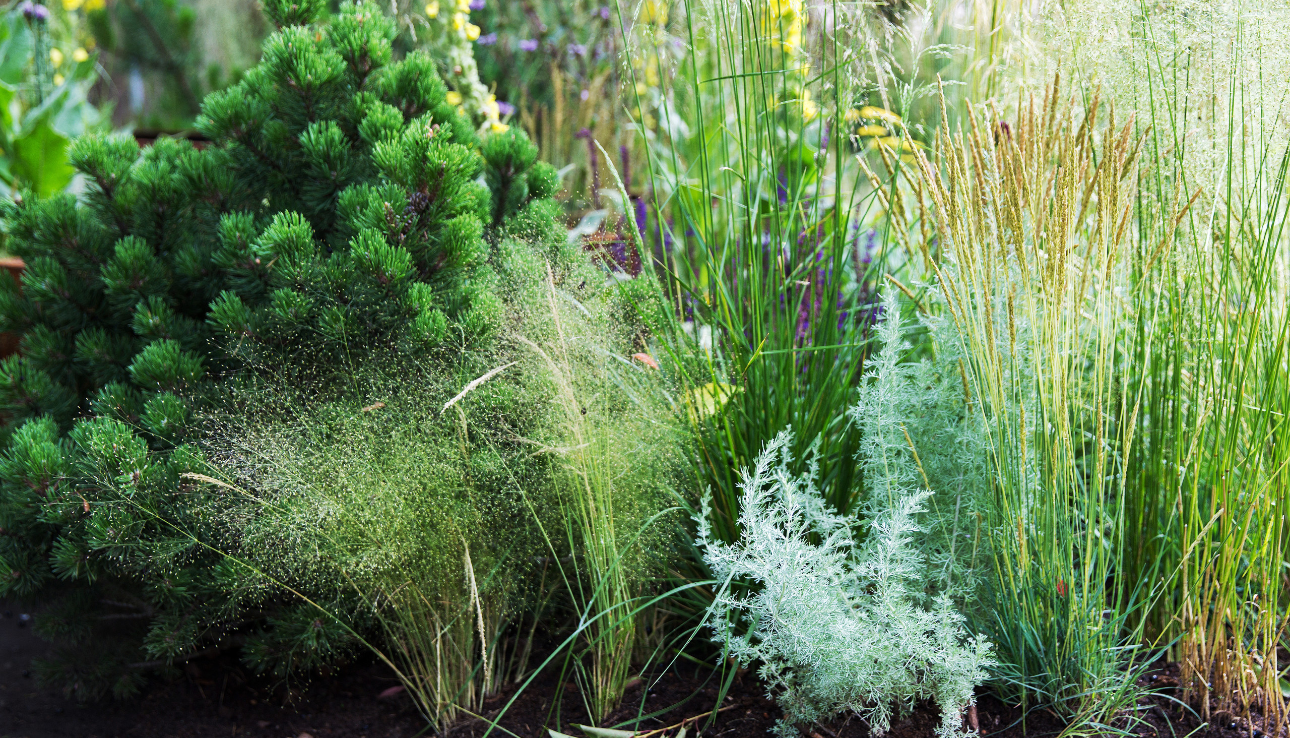 Проект недели: Английский сад о звуке, удивившем мир садоводства