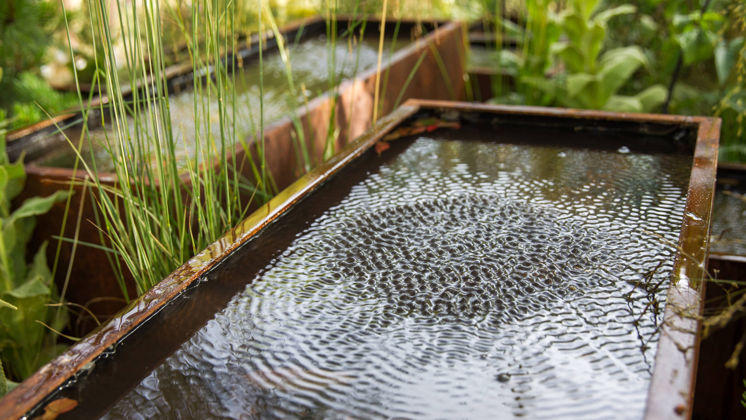 Проект недели: Английский сад о звуке, удивившем мир садоводства