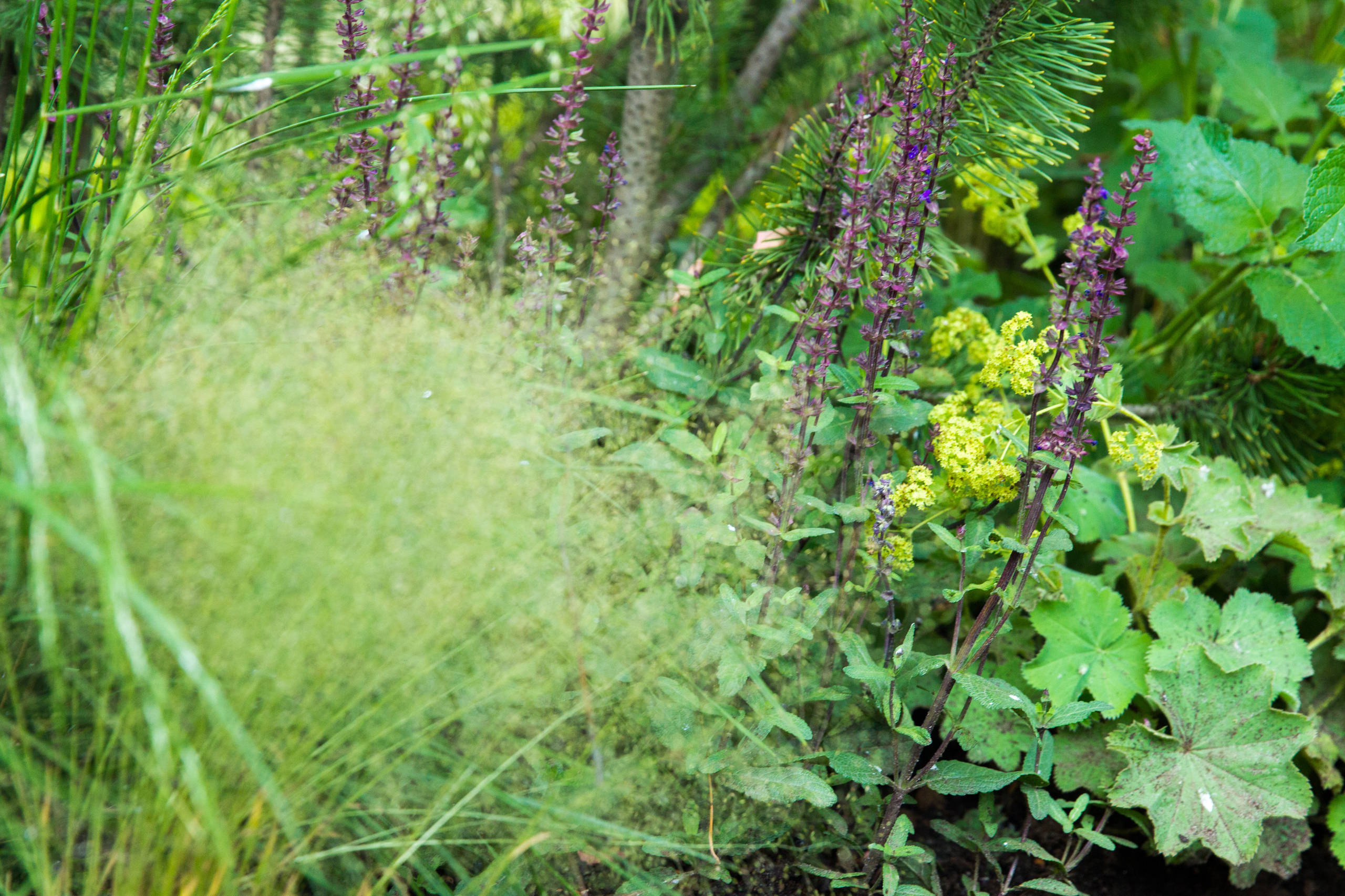 Проект недели: Английский сад о звуке, удивившем мир садоводства