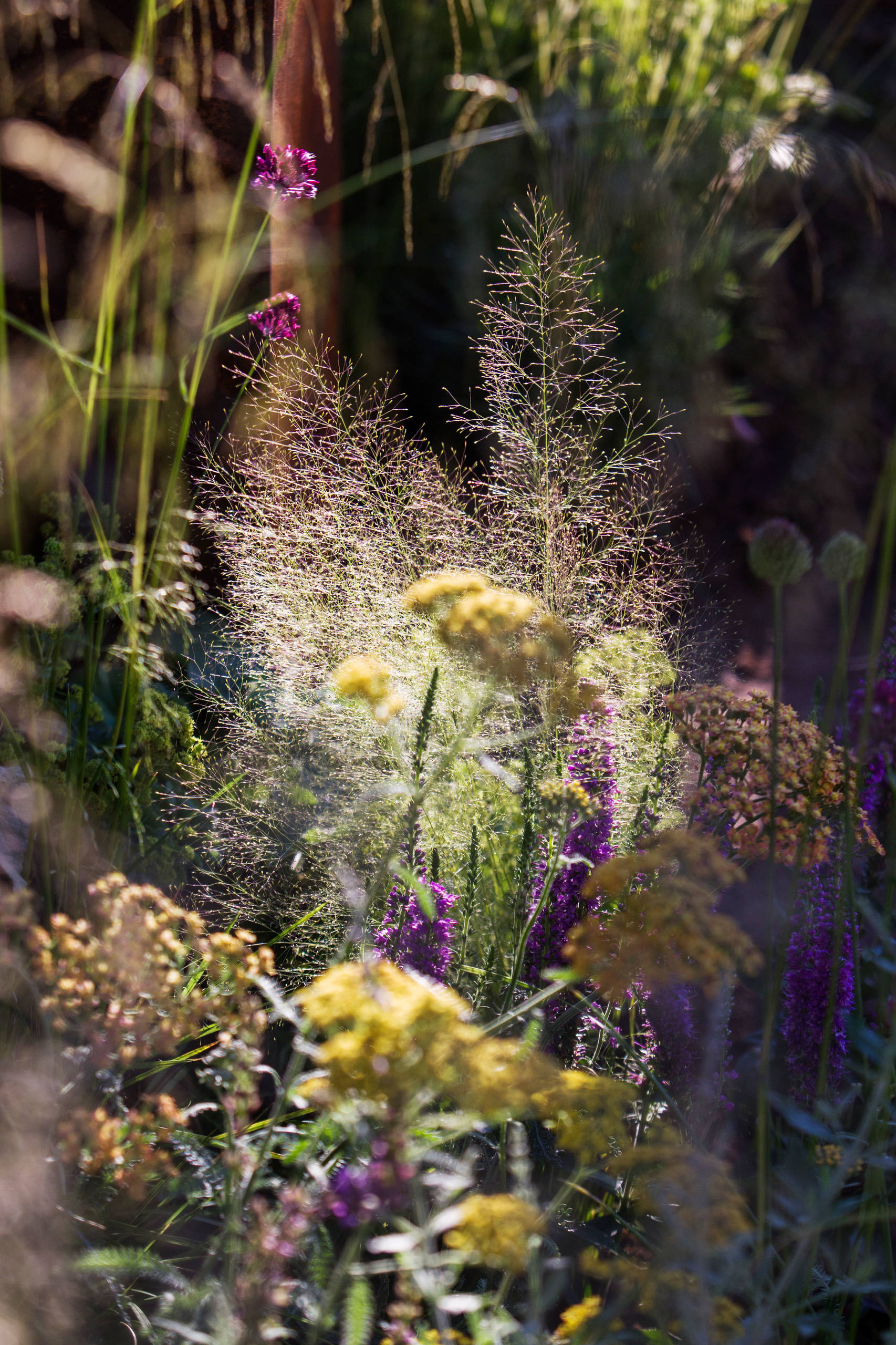 Проект недели: Английский сад о звуке, удивившем мир садоводства