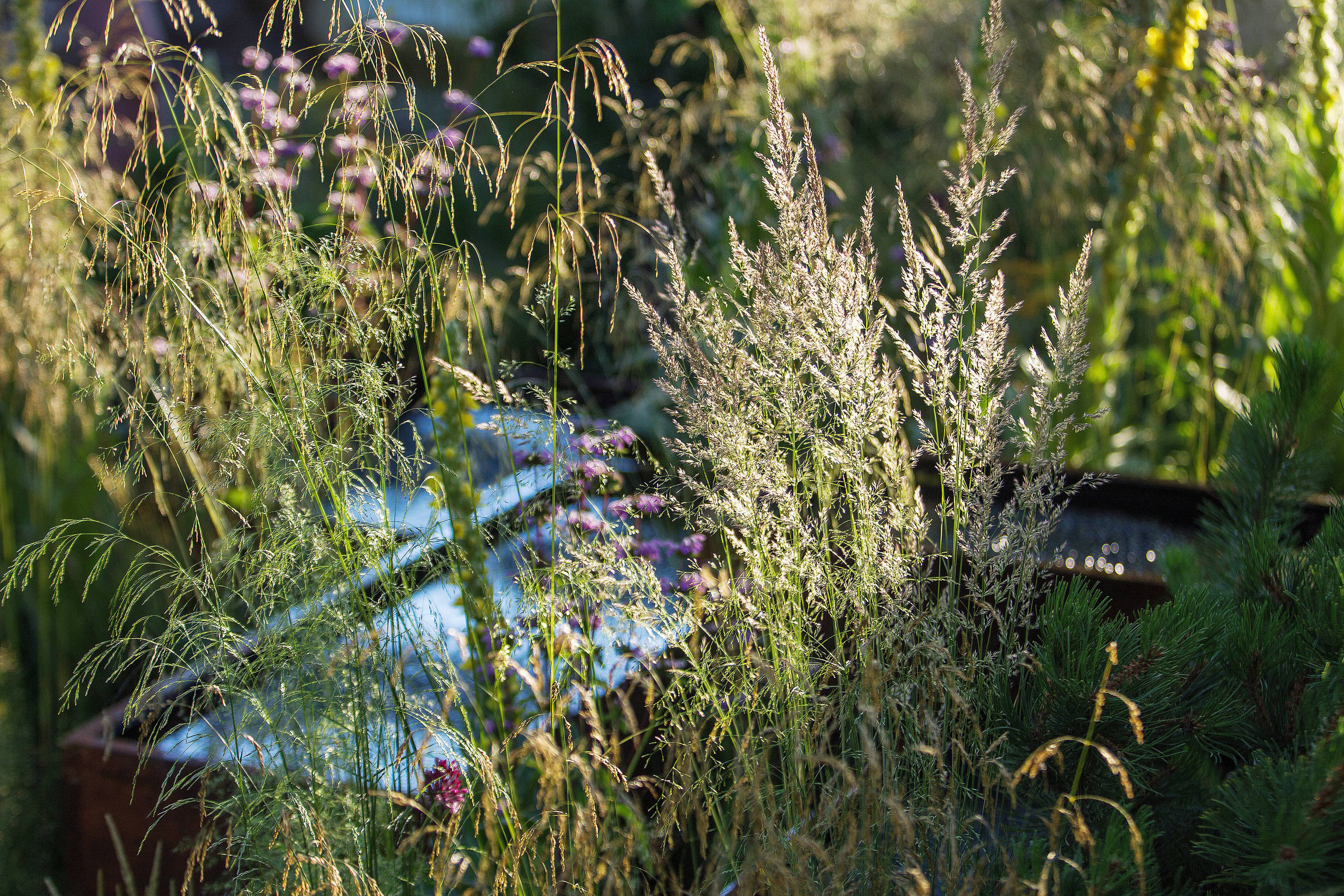 Проект недели: Английский сад о звуке, удивившем мир садоводства