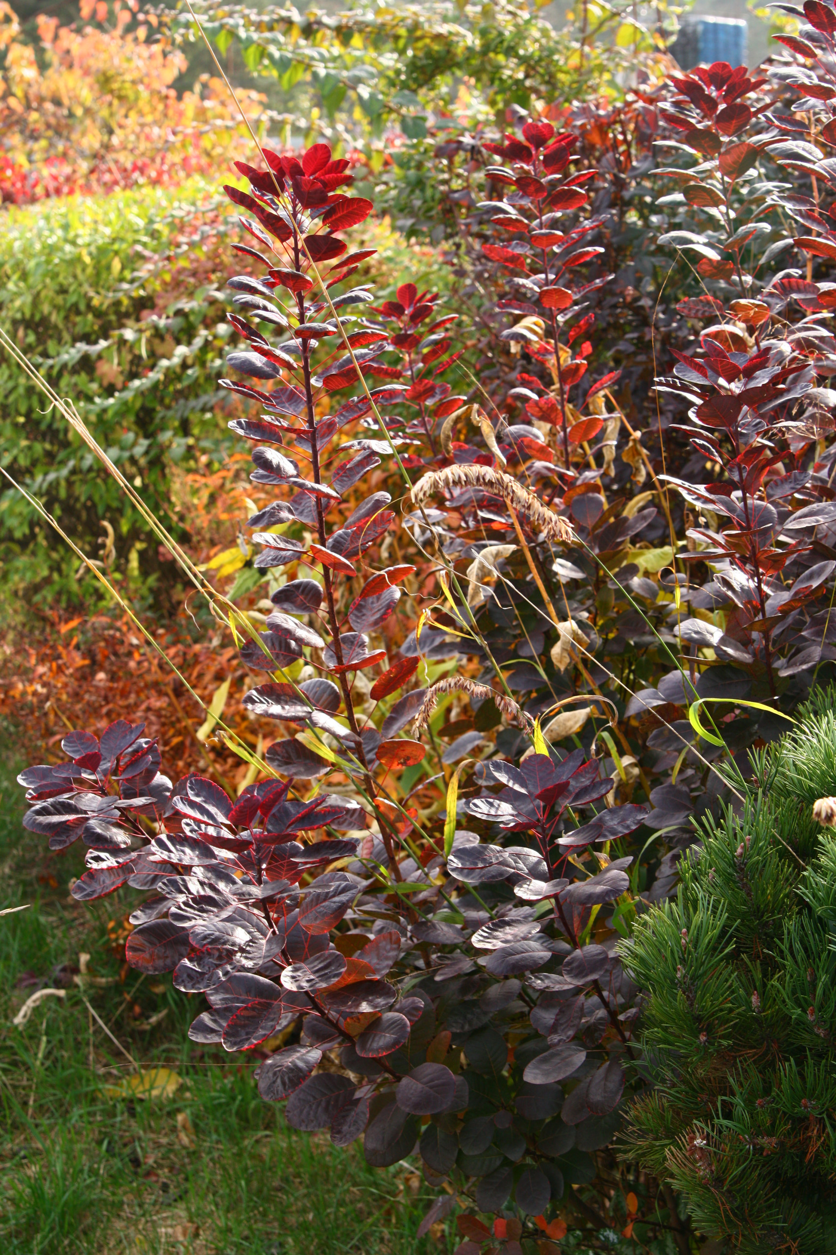 В гостях: Уютный сад с прудом на песках от выгоревшего торфа