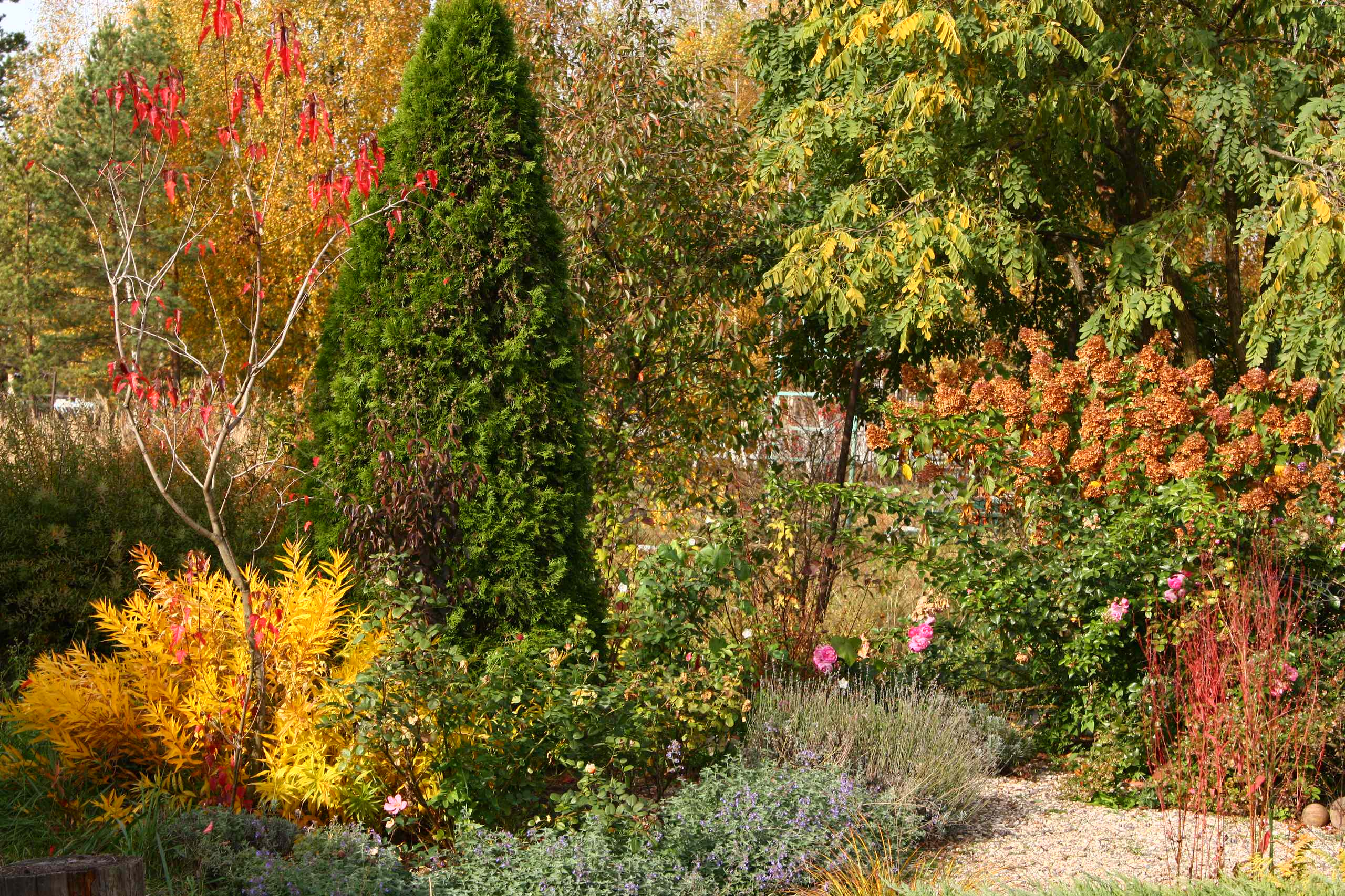 В гостях: Уютный сад с прудом на песках от выгоревшего торфа
