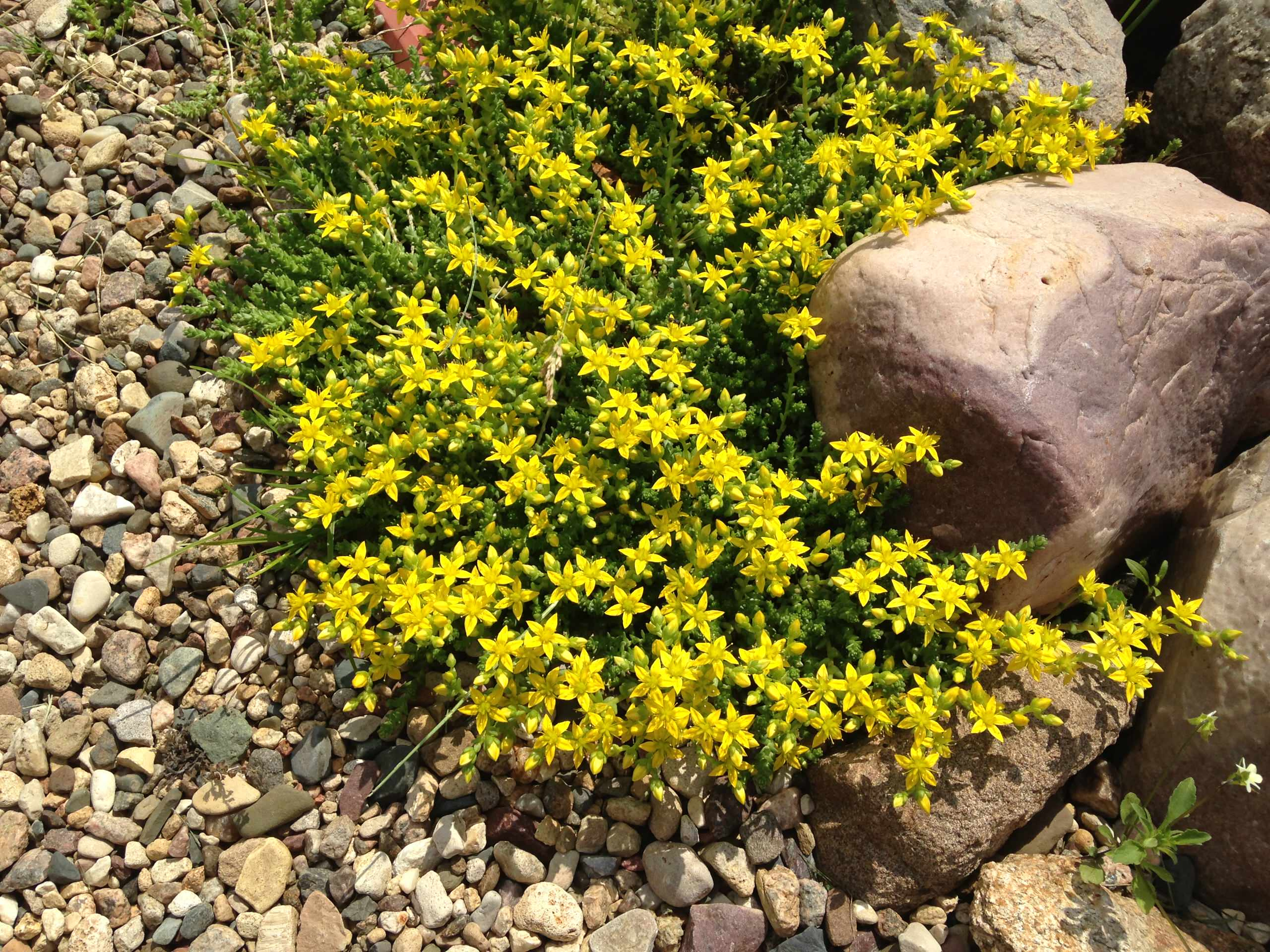 В гостях: Уютный сад с прудом на песках от выгоревшего торфа