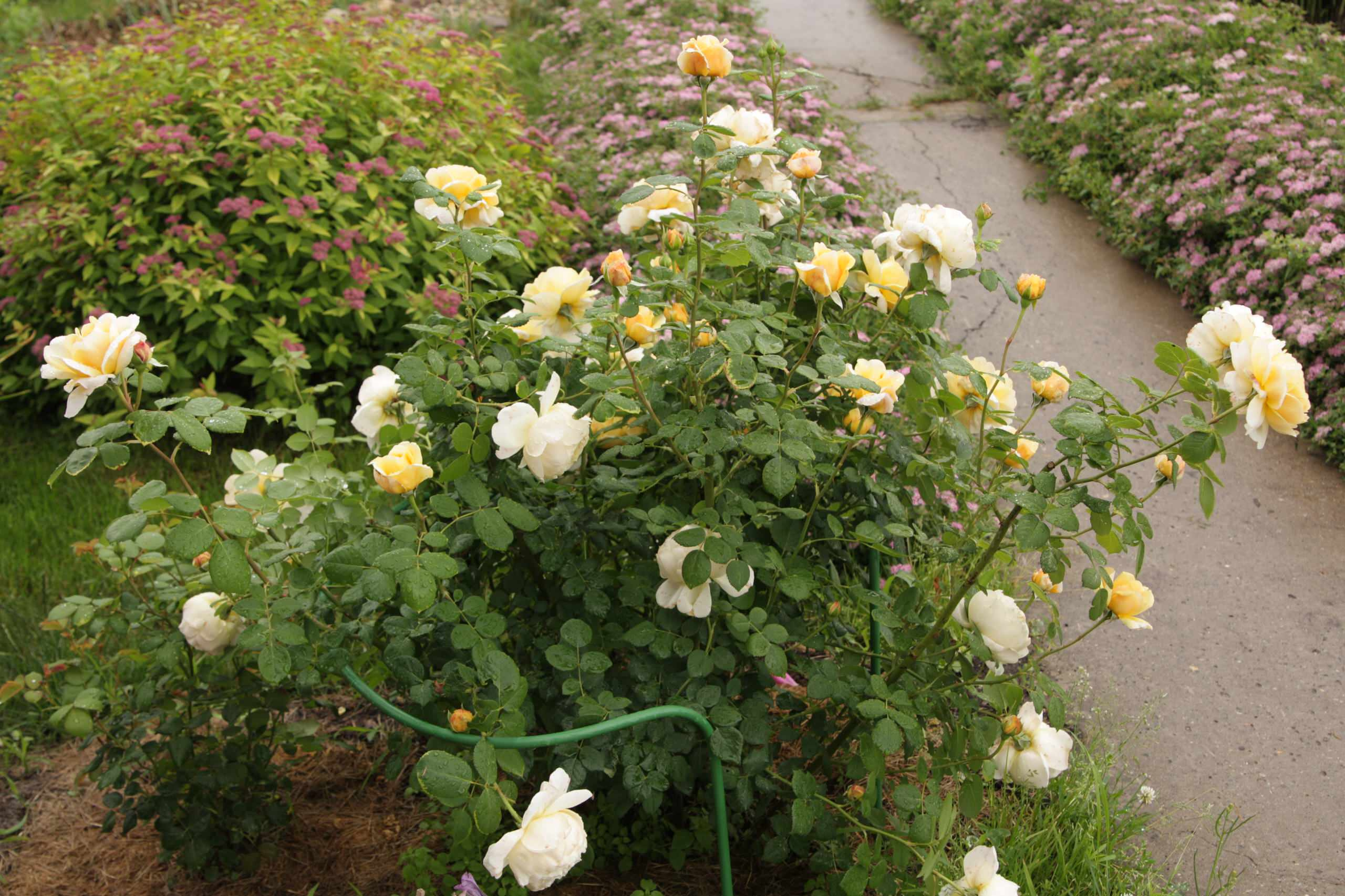 В гостях: Уютный сад с прудом на песках от выгоревшего торфа