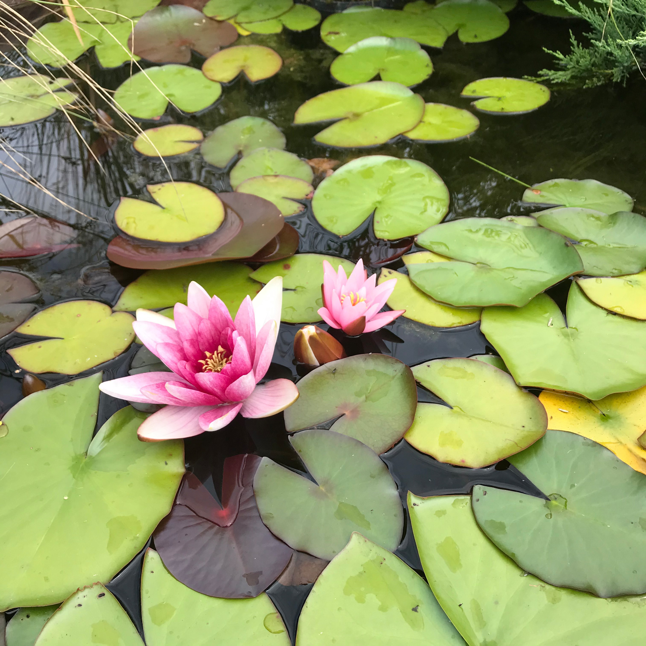 В гостях: Уютный сад с прудом на песках от выгоревшего торфа