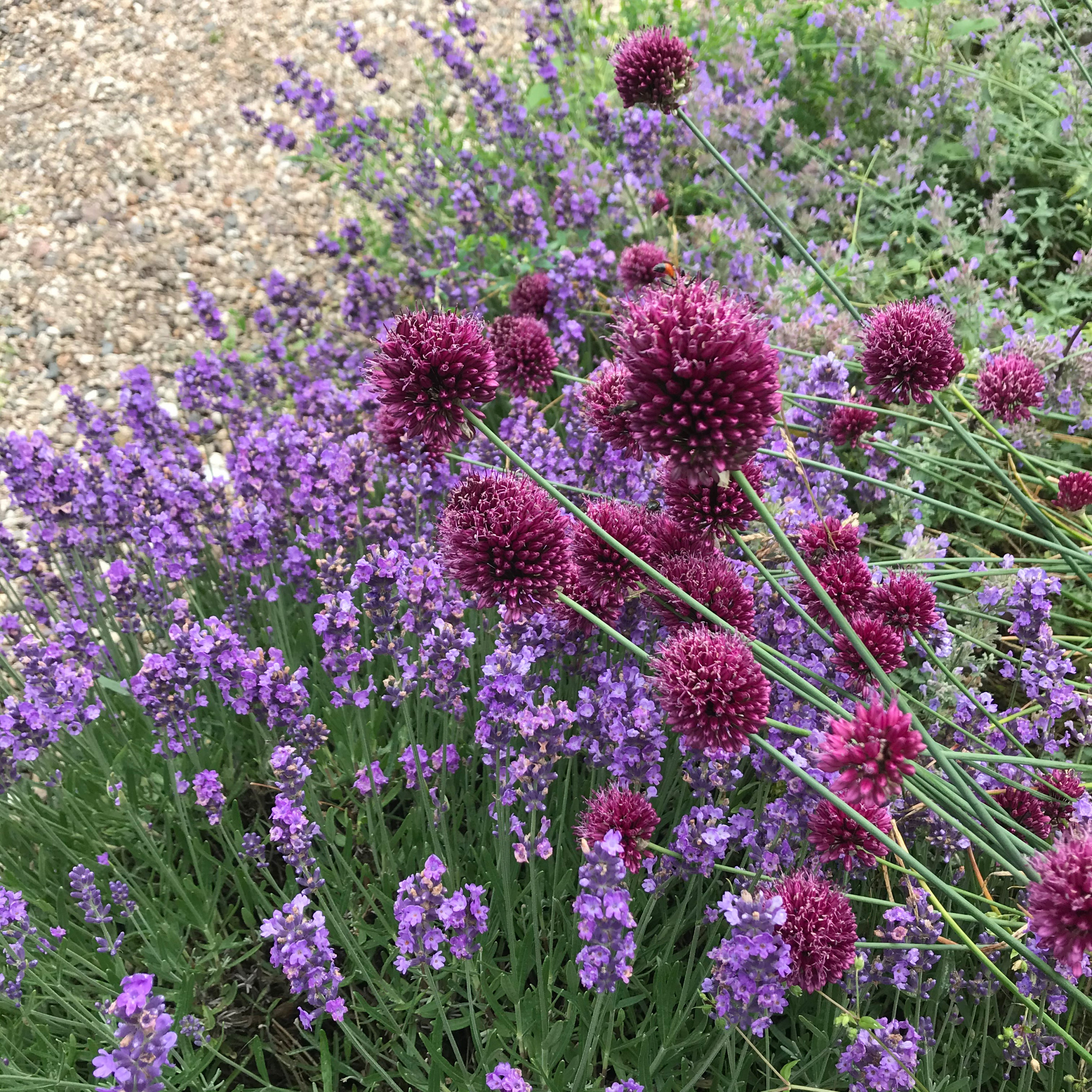 В гостях: Уютный сад с прудом на песках от выгоревшего торфа