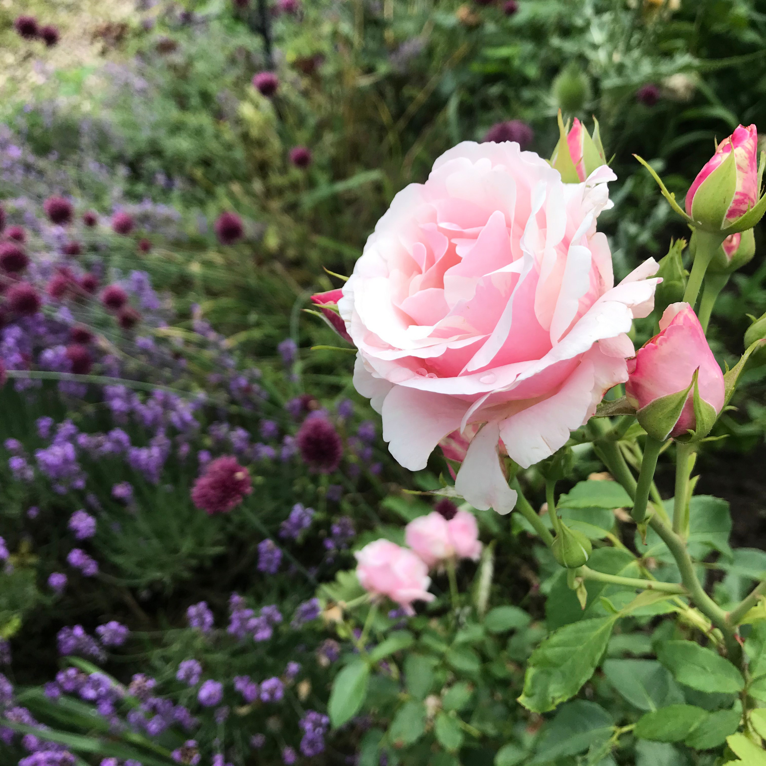 В гостях: Уютный сад с прудом на песках от выгоревшего торфа