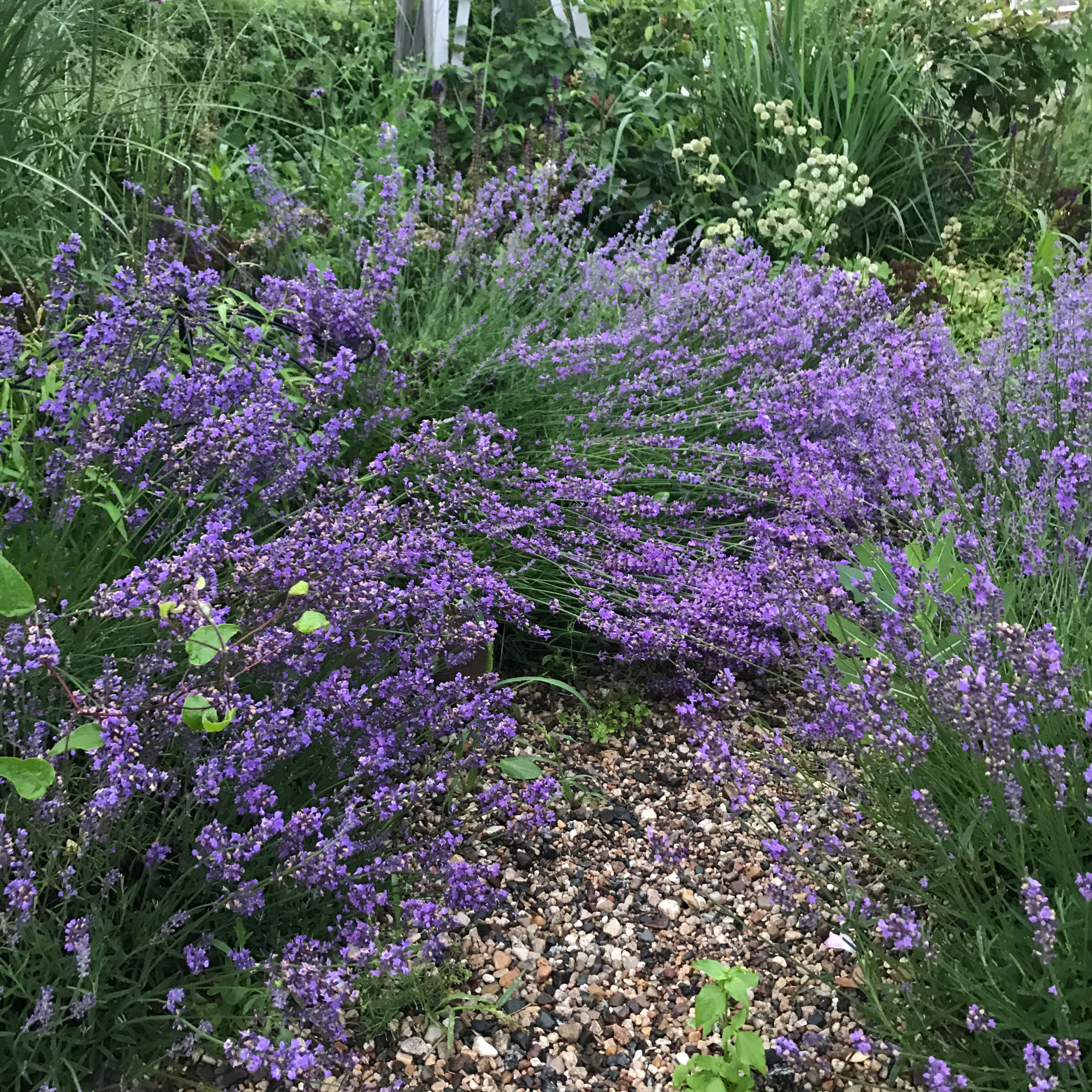 В гостях: Уютный сад с прудом на песках от выгоревшего торфа