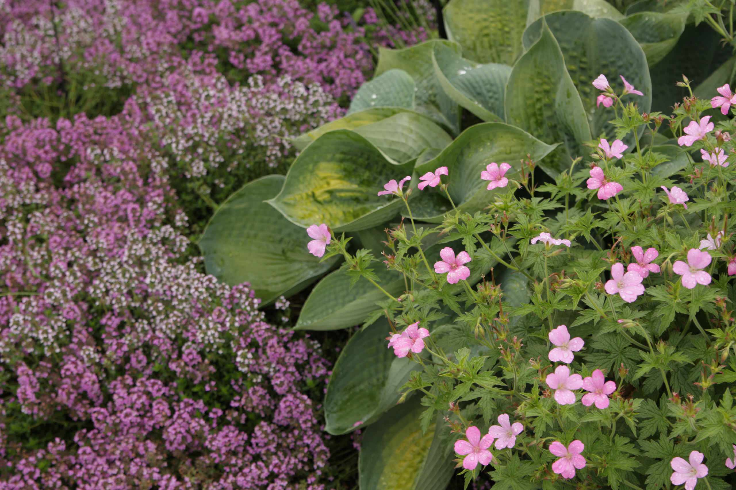 В гостях: Уютный сад с прудом на песках от выгоревшего торфа