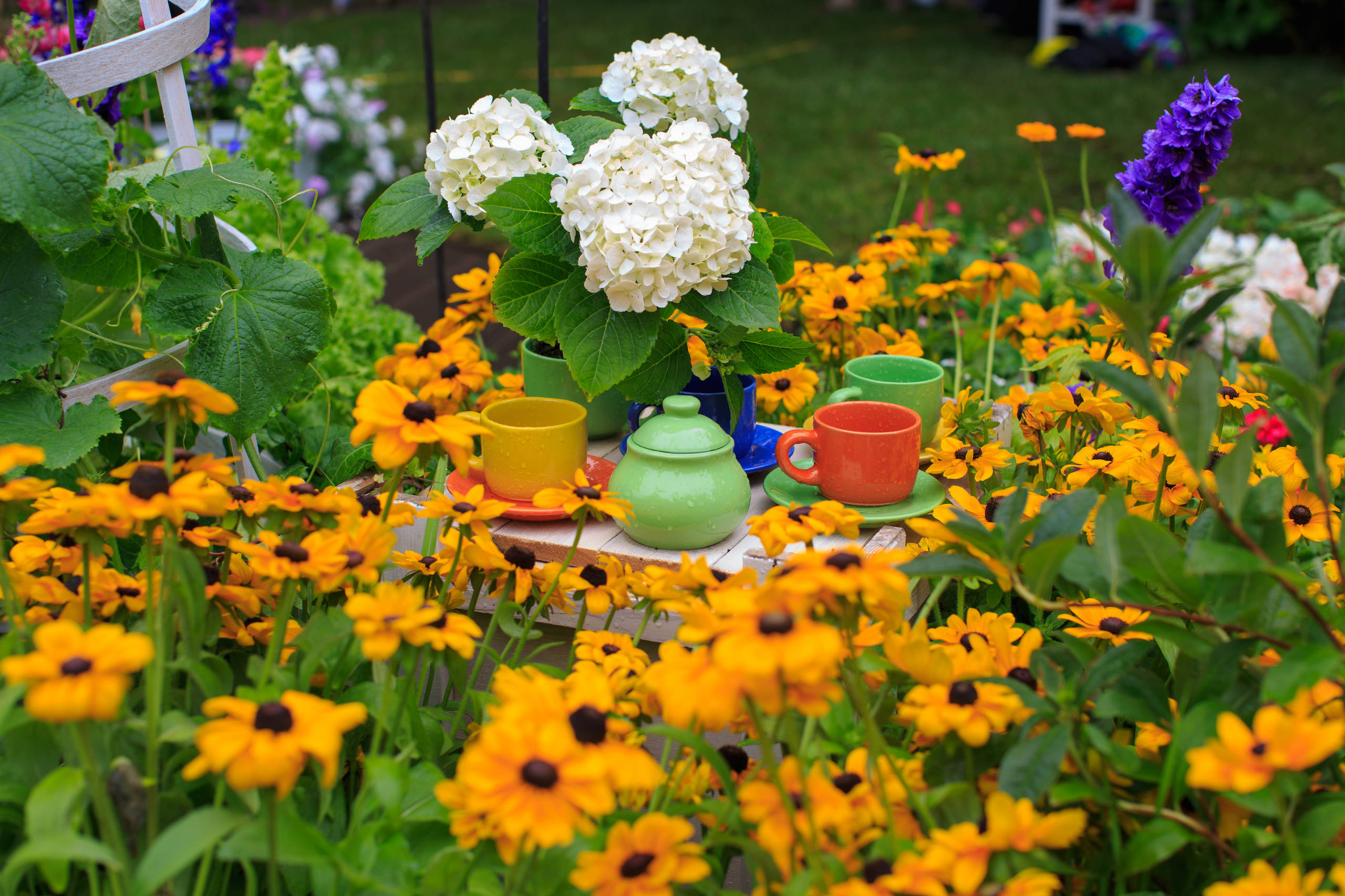 Азбука садовода: Каким садовым растениям надо зимовать внутри дома