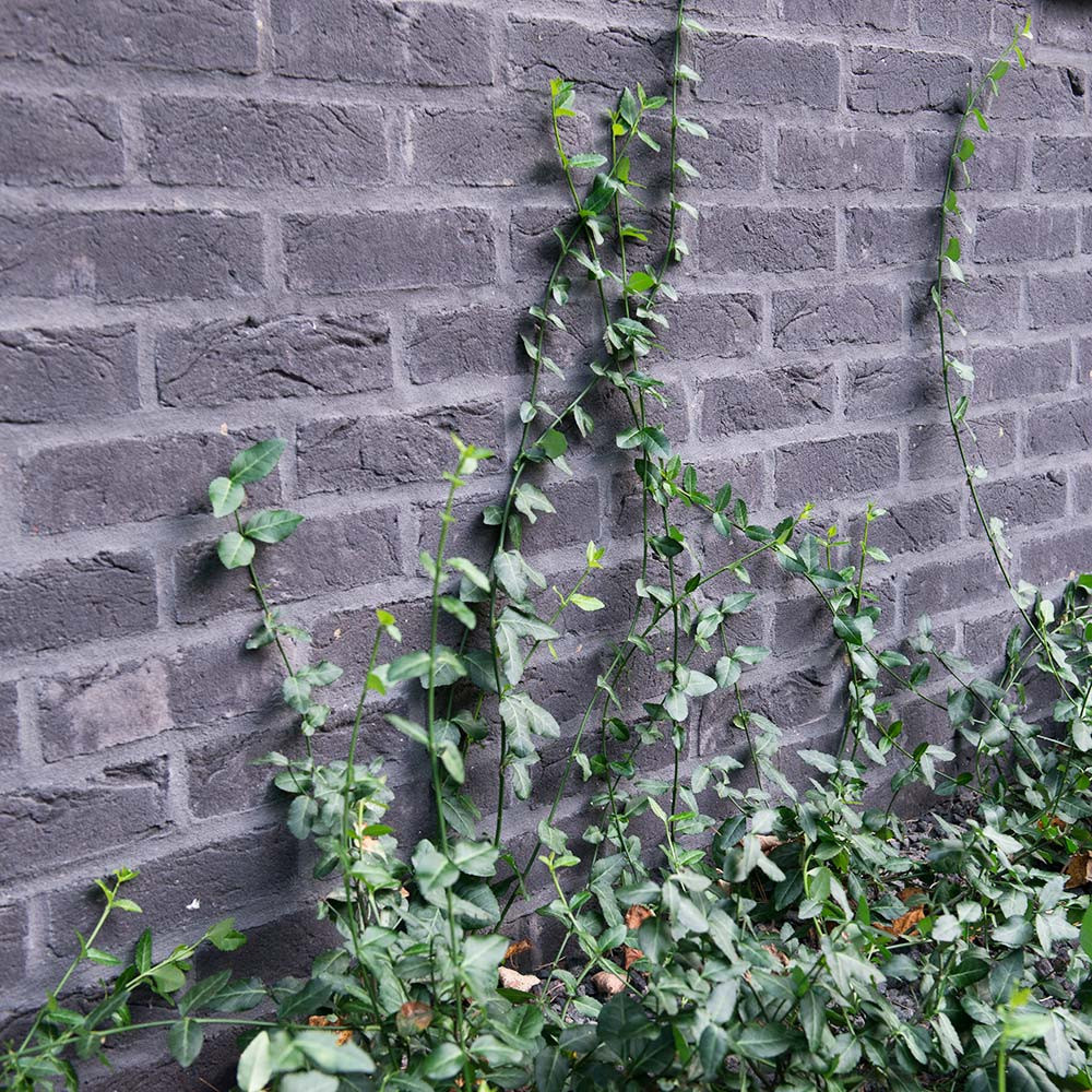 Проект недели: Модернистский сад на нескольких уровнях