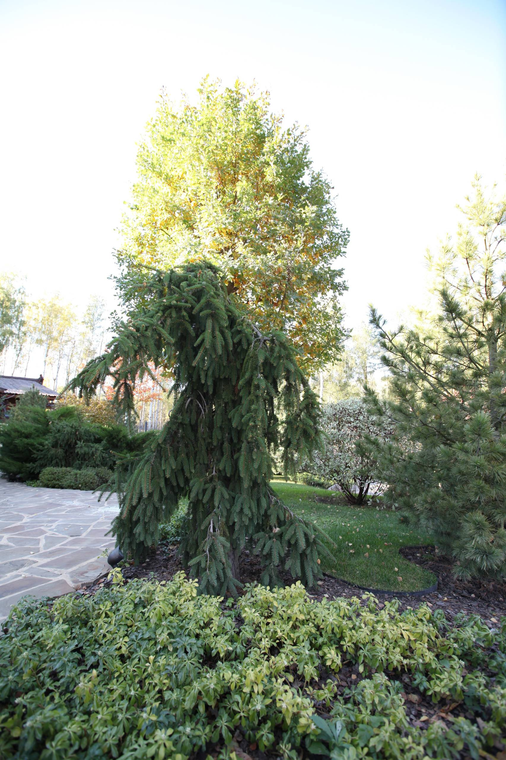 5 дизайн-решений для сада, от которых чаще всего отказываются