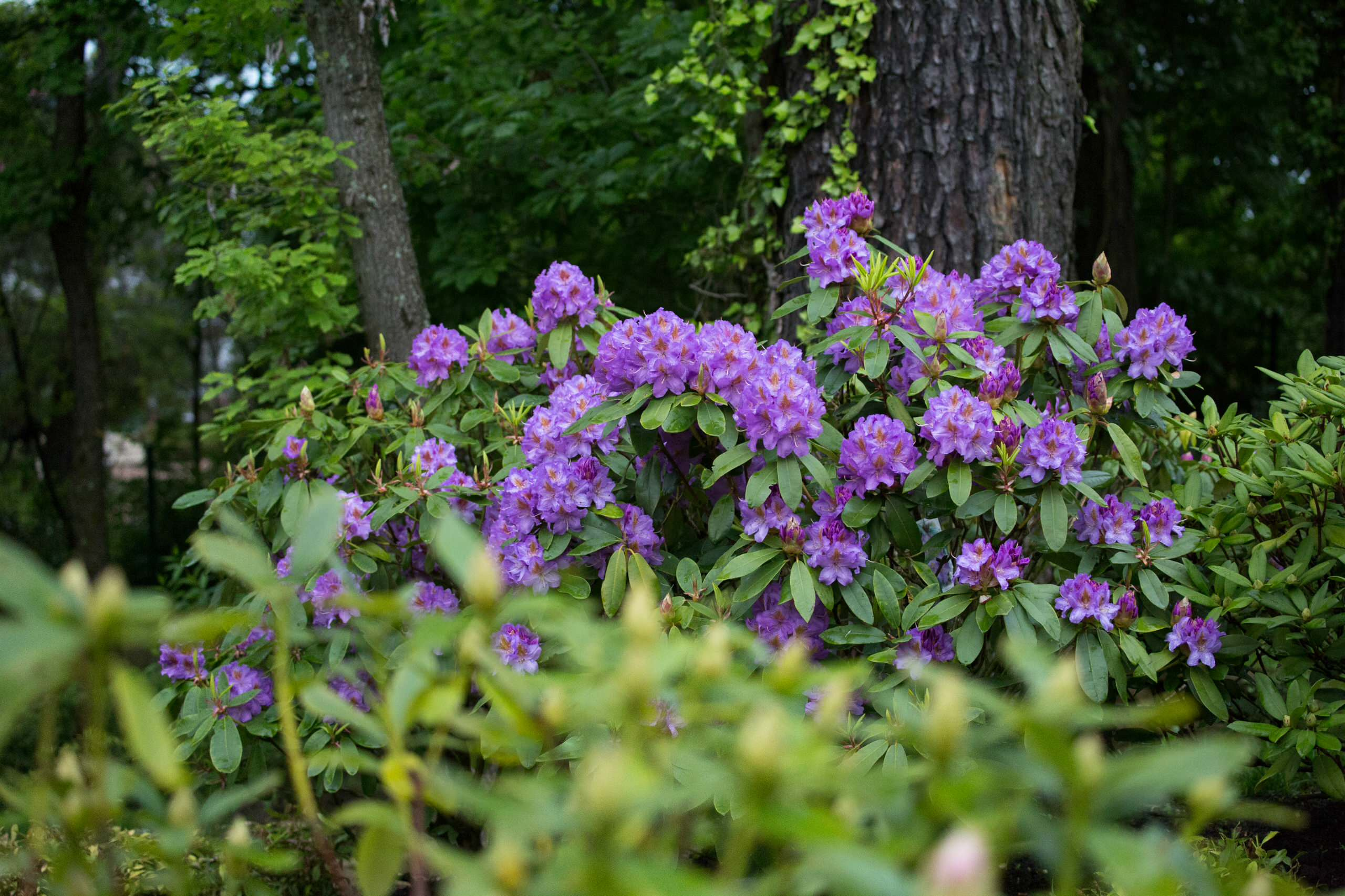 Сами не местные: 10 кустарников в зоне риска в Подмосковье