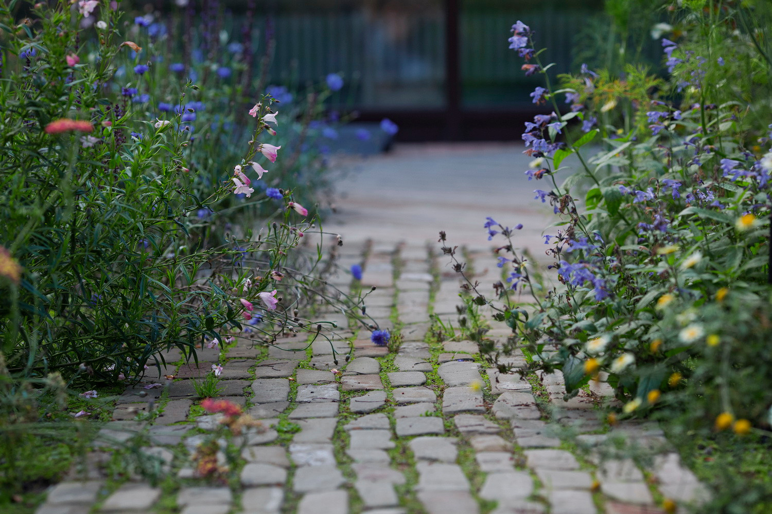 Зачем вам: Растения, которые можно вытаптывать