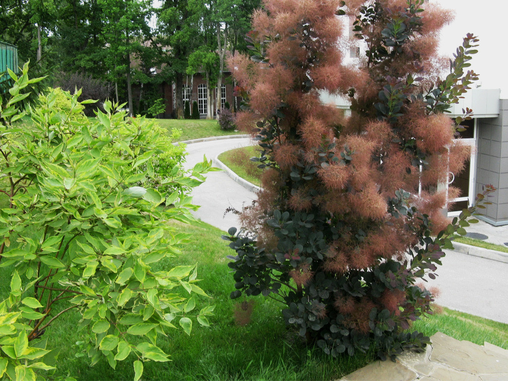 Сами не местные: 10 кустарников в зоне риска в Подмосковье