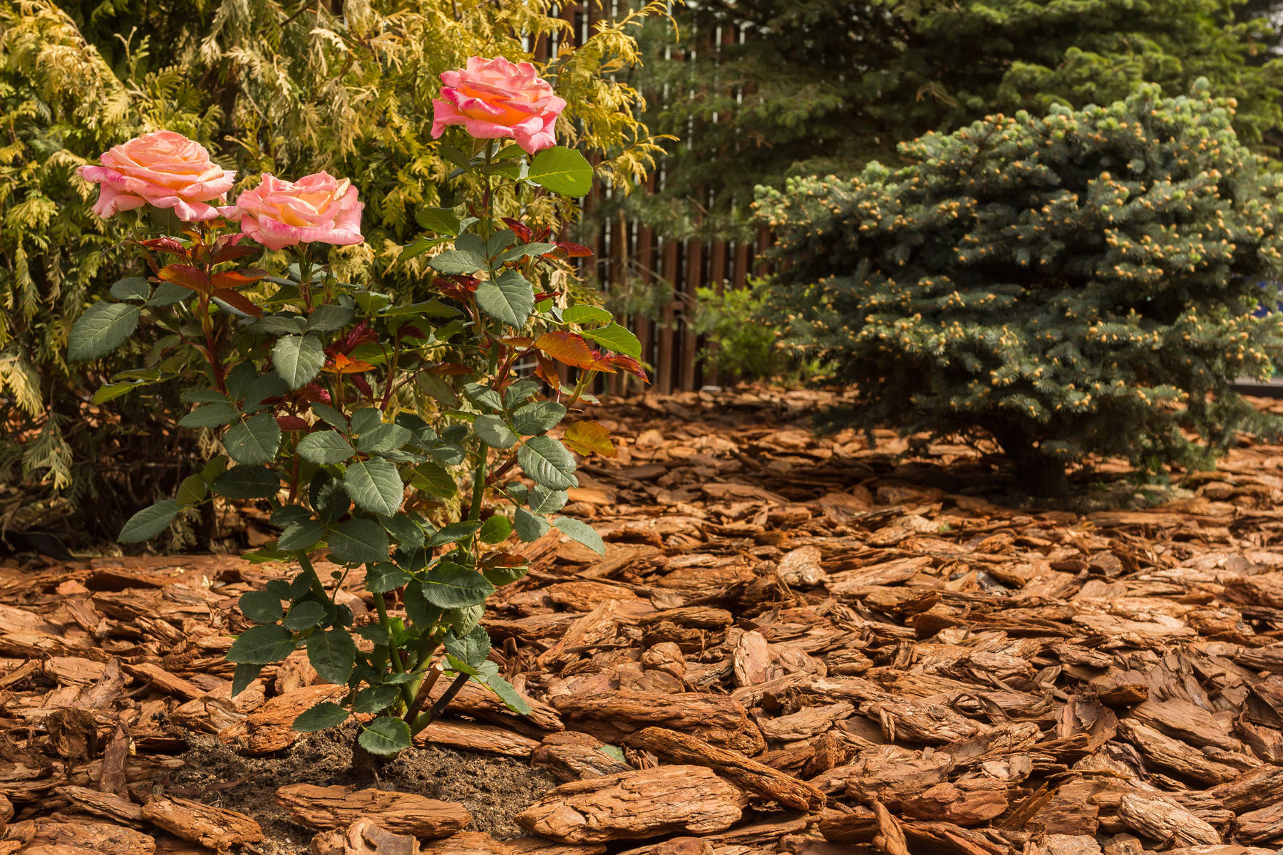 Вопрос: Какую мульчу выбрать [и зачем]