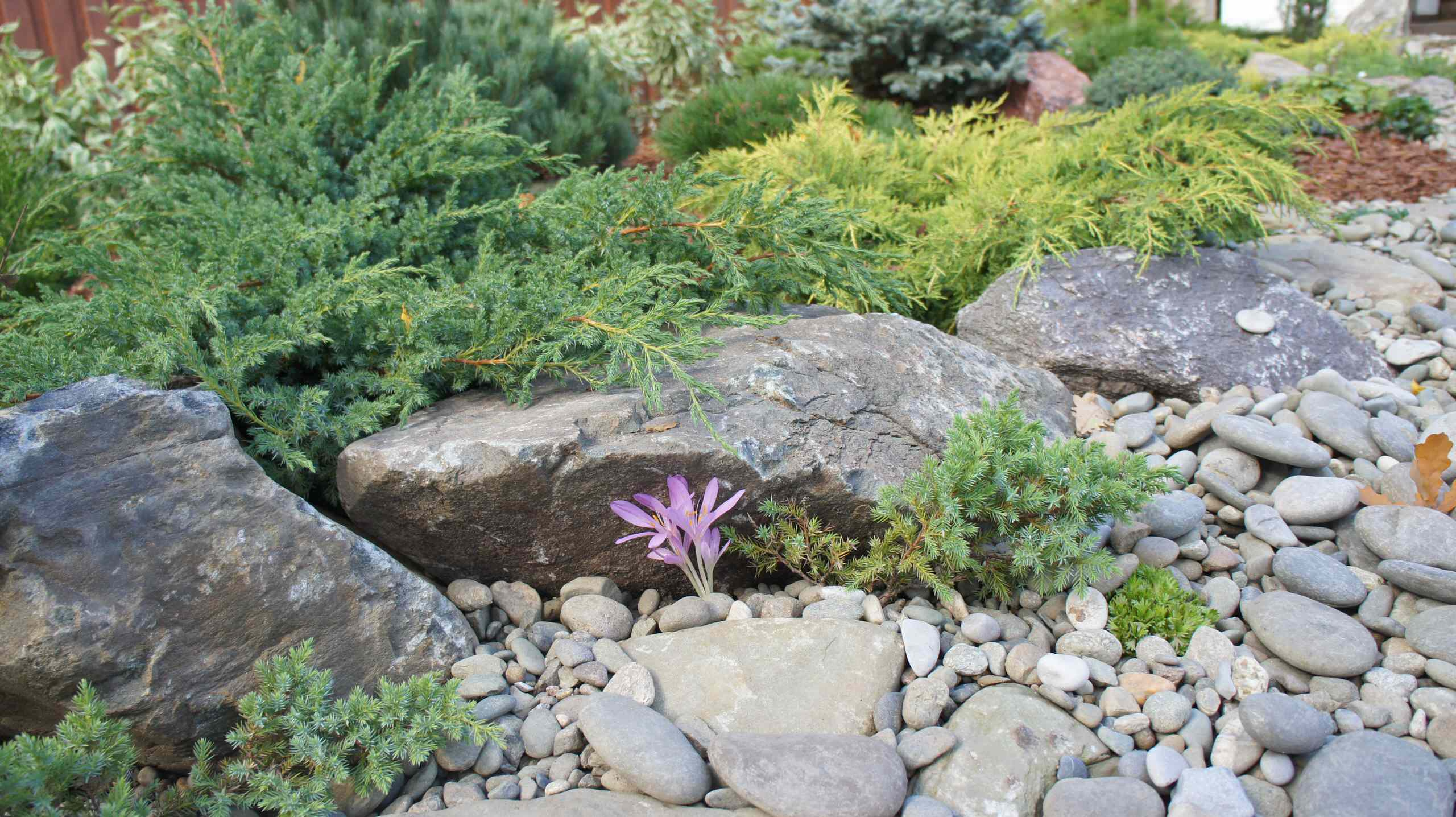 Сад недели: Весна в Подмосковье