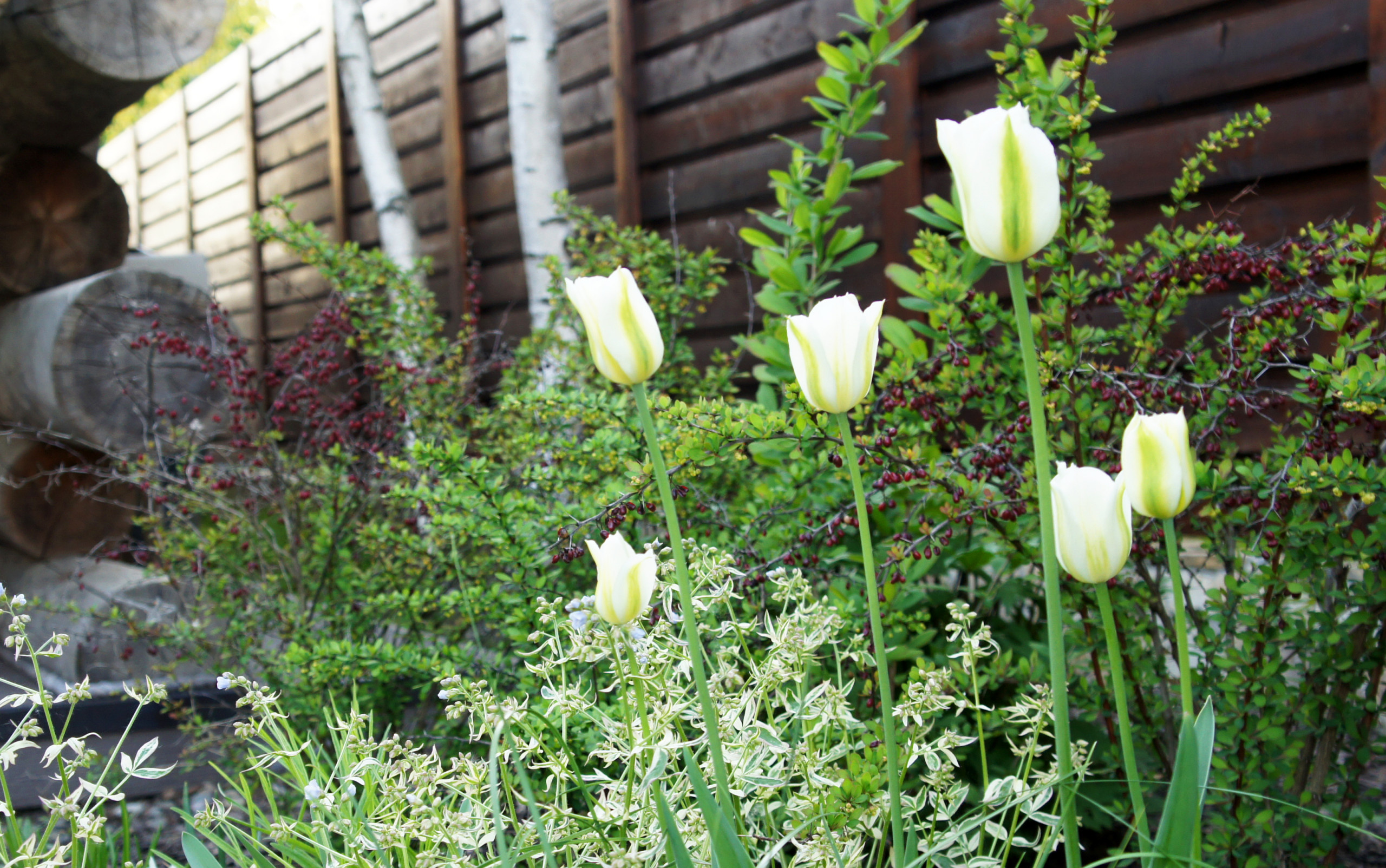 Сад недели: Весна в Подмосковье