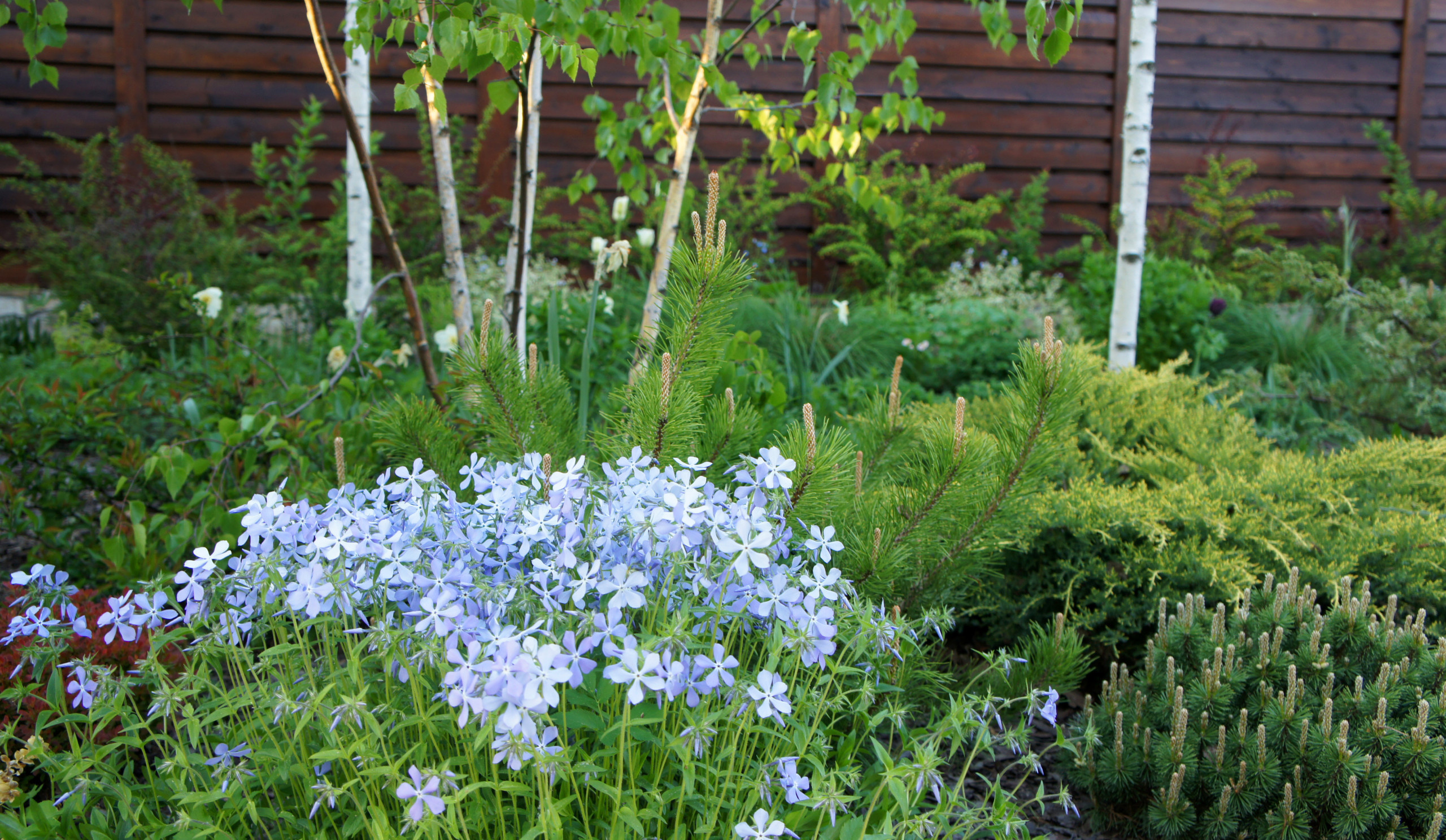 Сад недели: Весна в Подмосковье