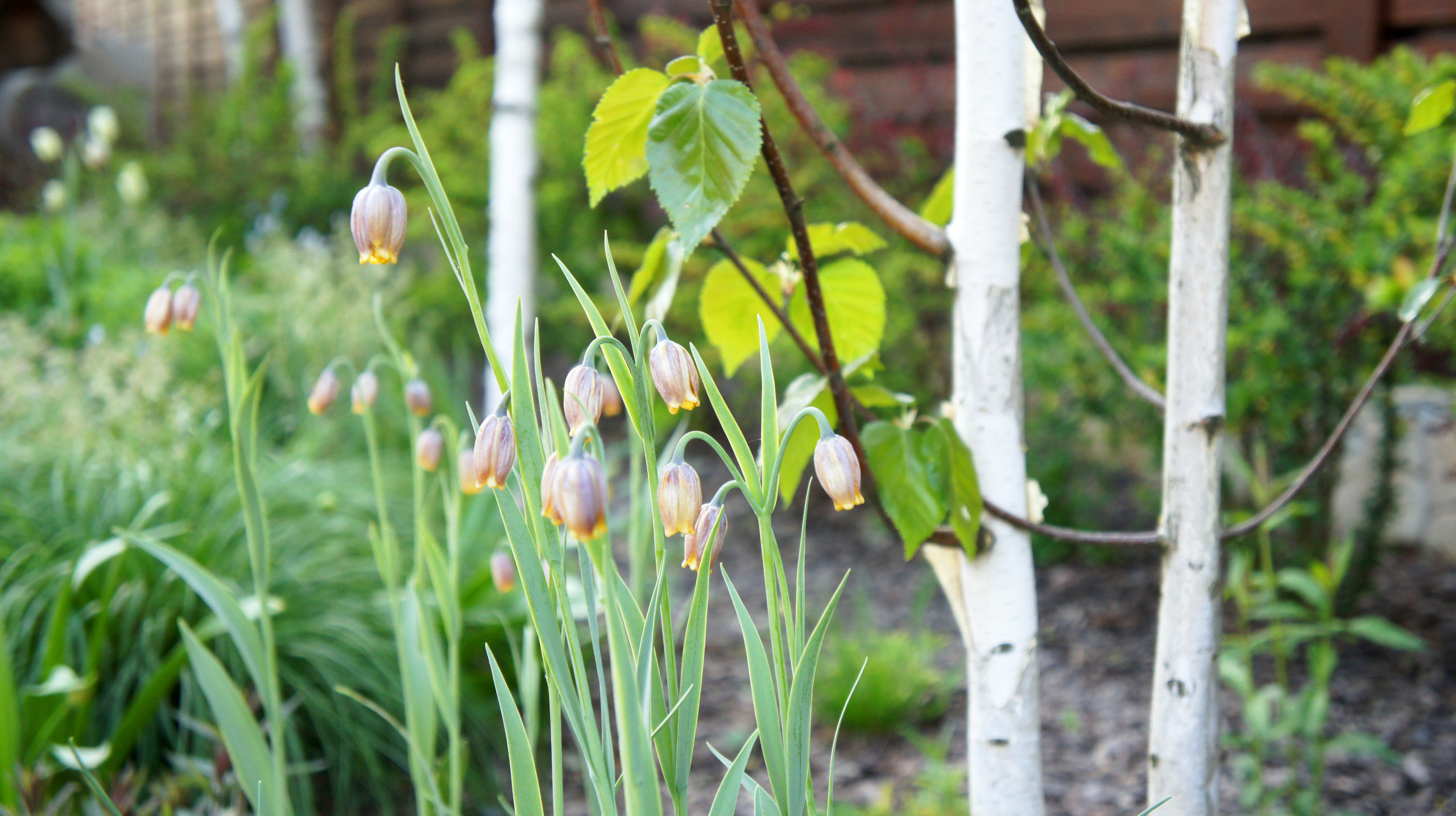 Сад недели: Весна в Подмосковье