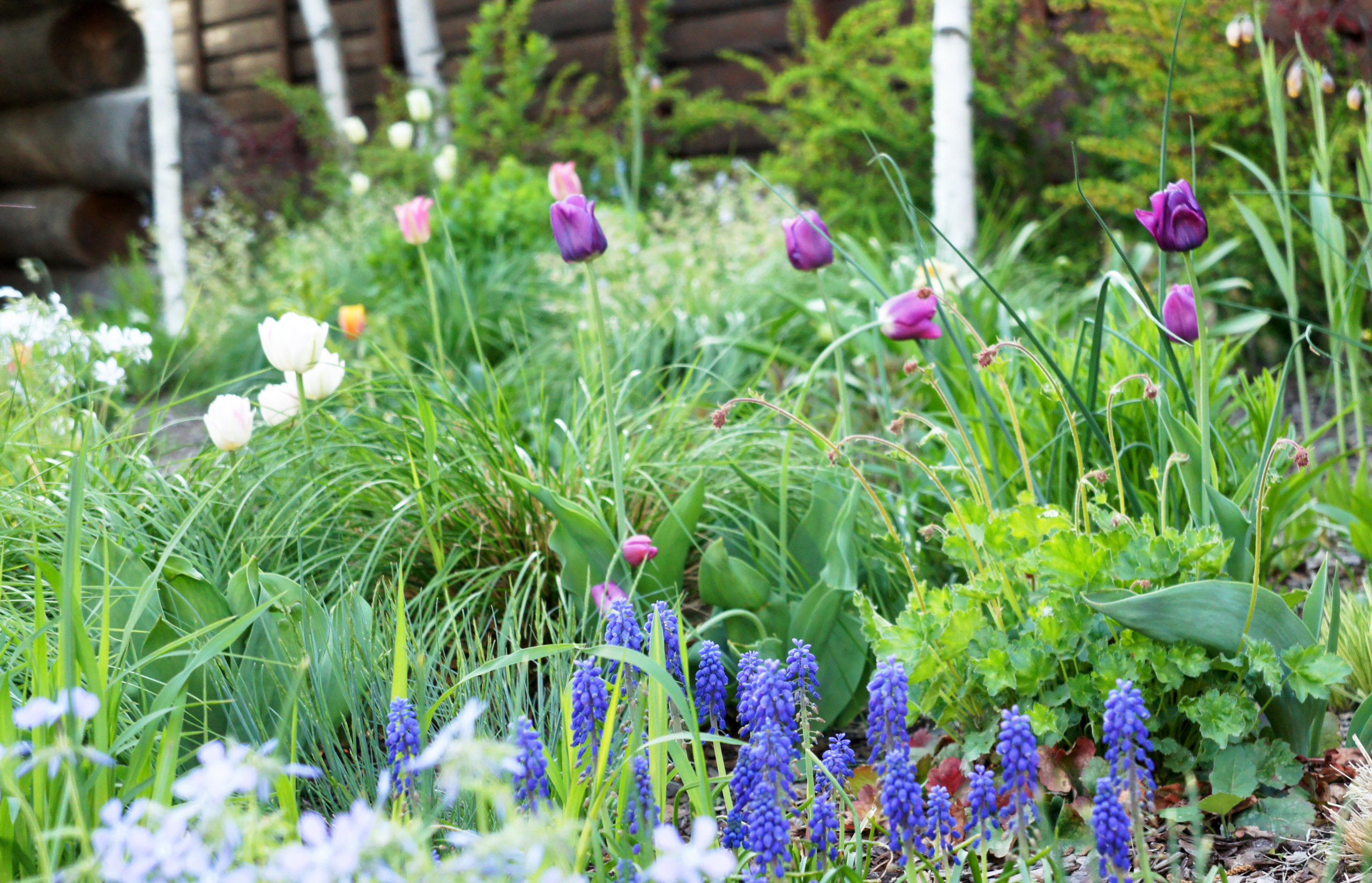 Сад недели: Весна в Подмосковье