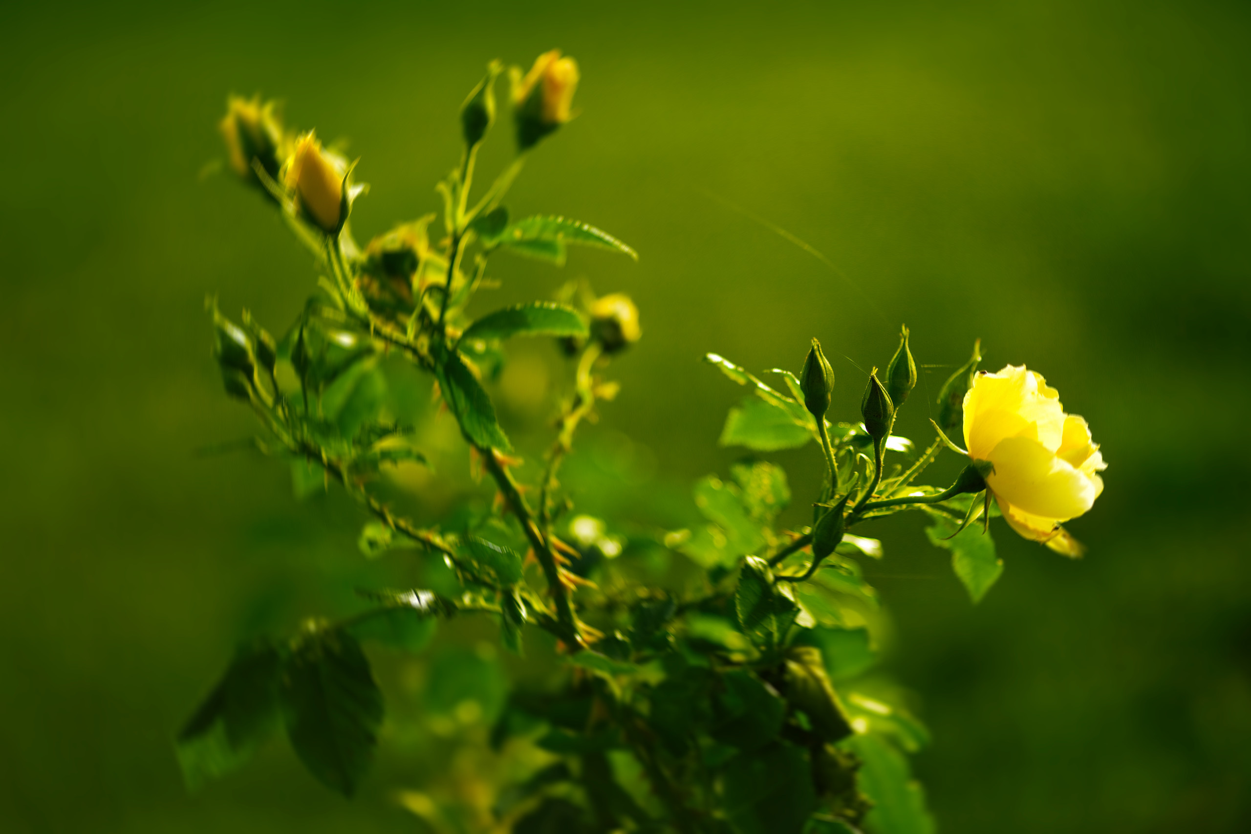 Как правильно: Составить травяной чай