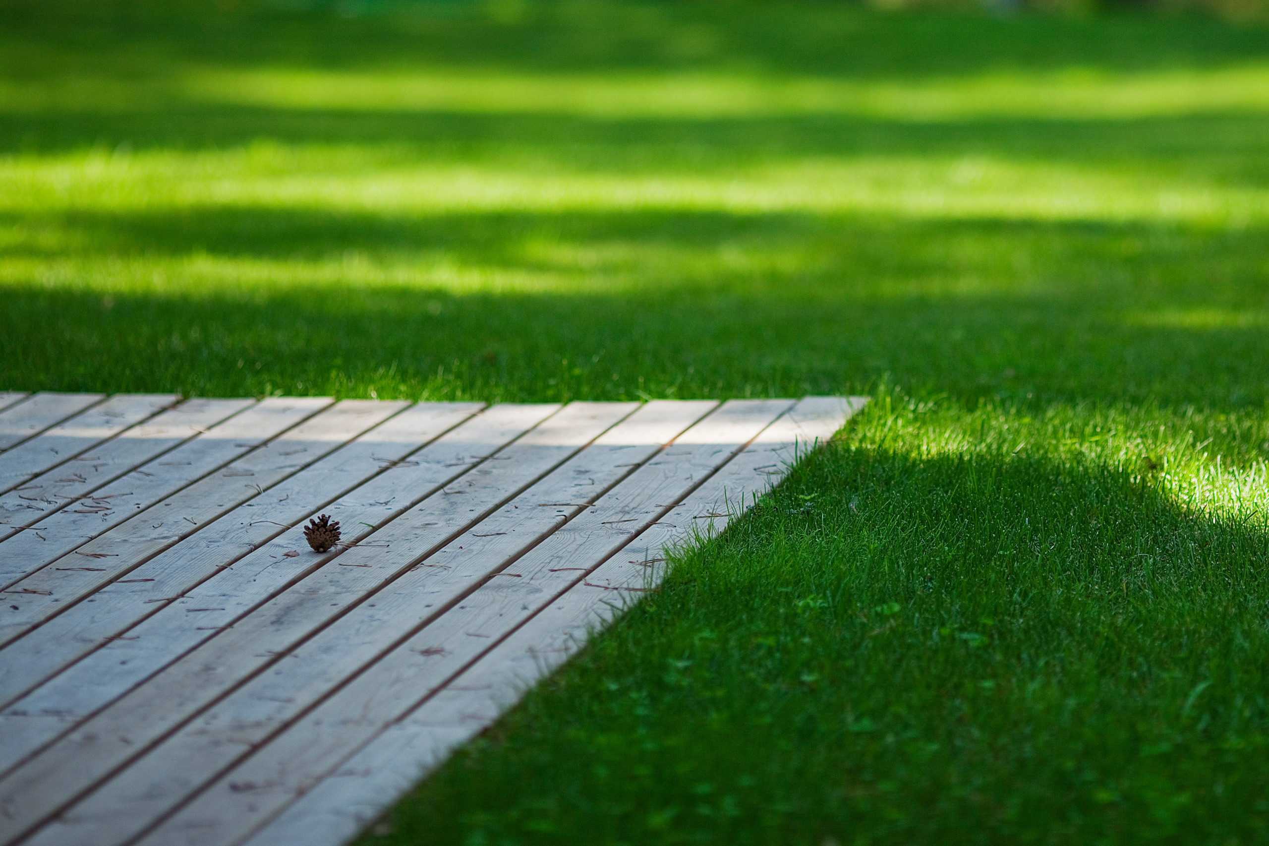 Принцип «изюм и тесто»: Как выбирать растения для сада