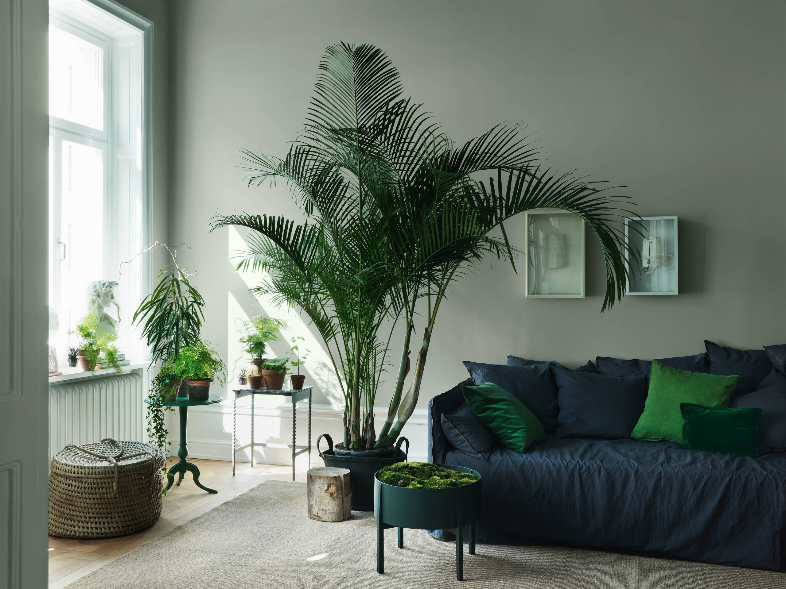 Вопрос: Как выбрать кашпо для больших растений