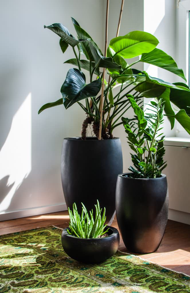 Вопрос: Как выбрать кашпо для больших растений