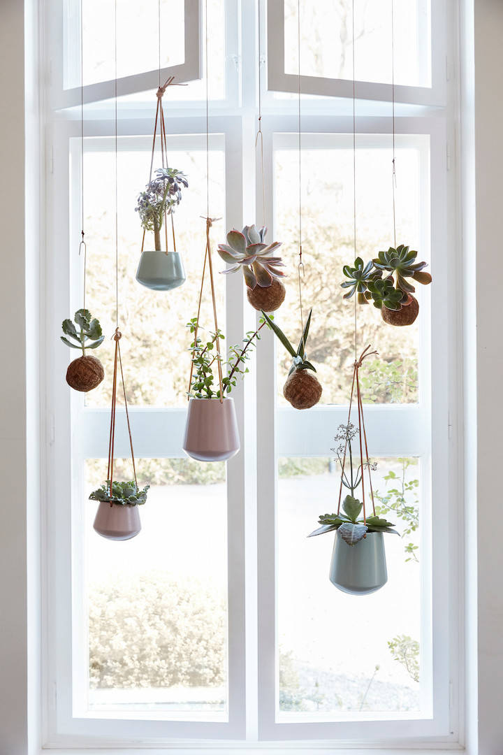 Тренды в озеленении: Как теперь аранжируют комнатные растения