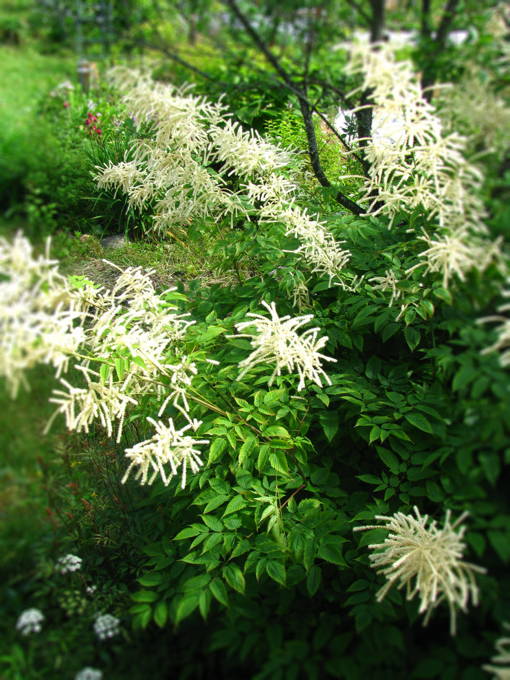 Сад на севере Подмосковья