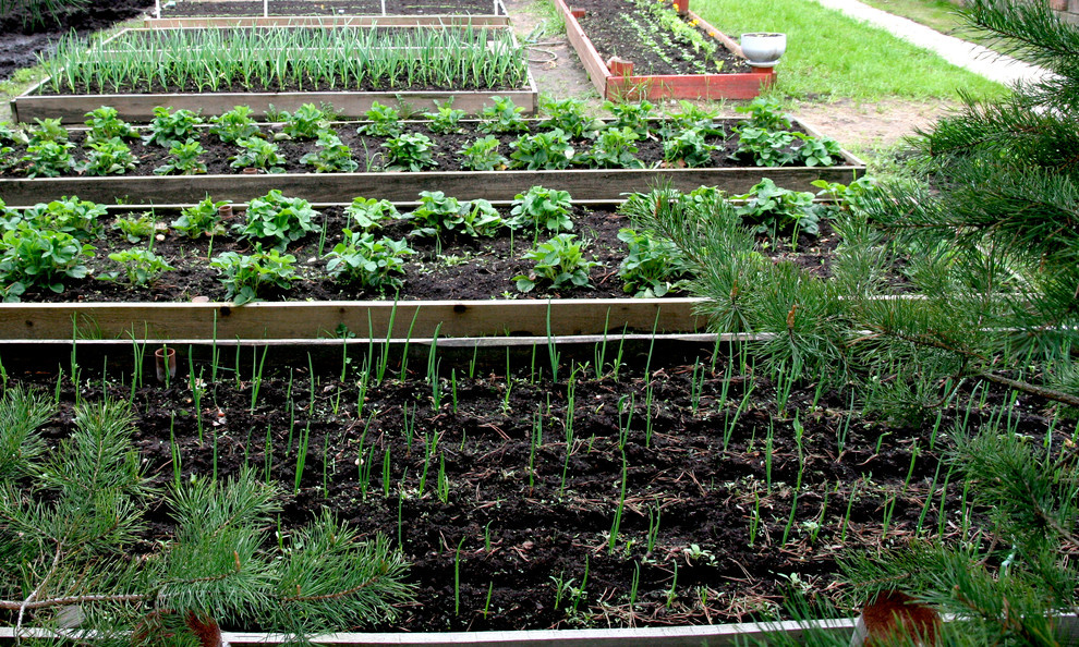 Сад на севере Подмосковья