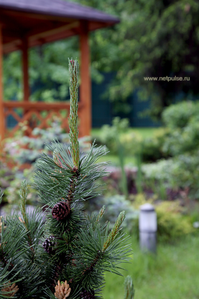 Наши работы по озеленению