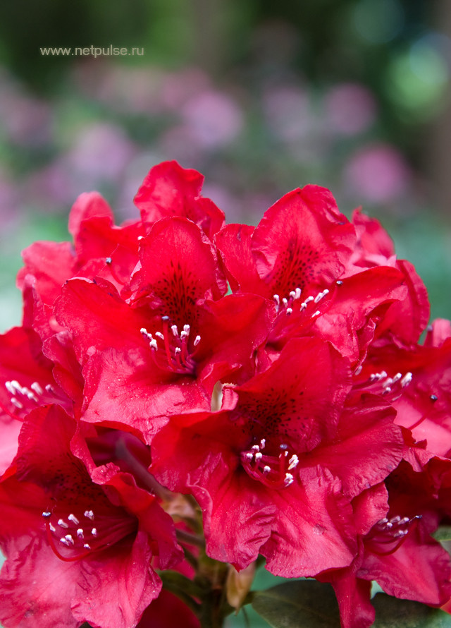 Наши работы по озеленению