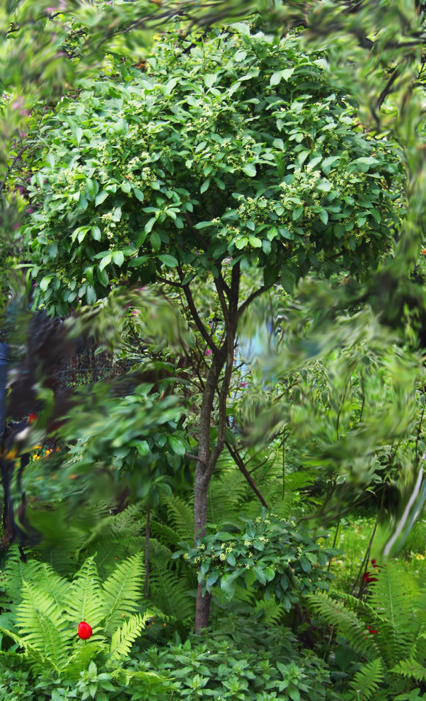 Наш сад / Our garden