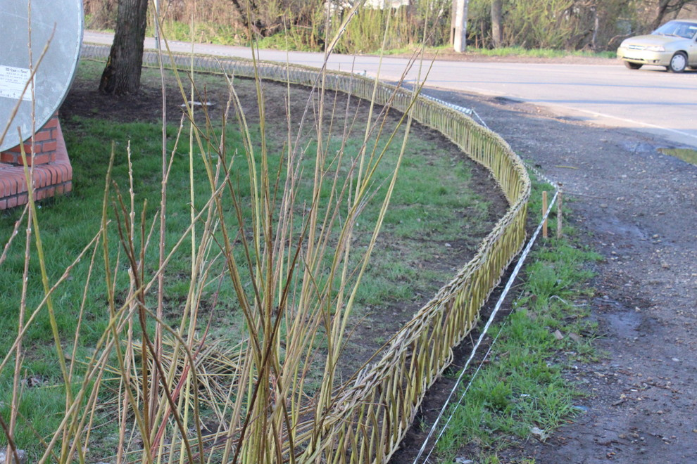 Живая изгородь из лозы.