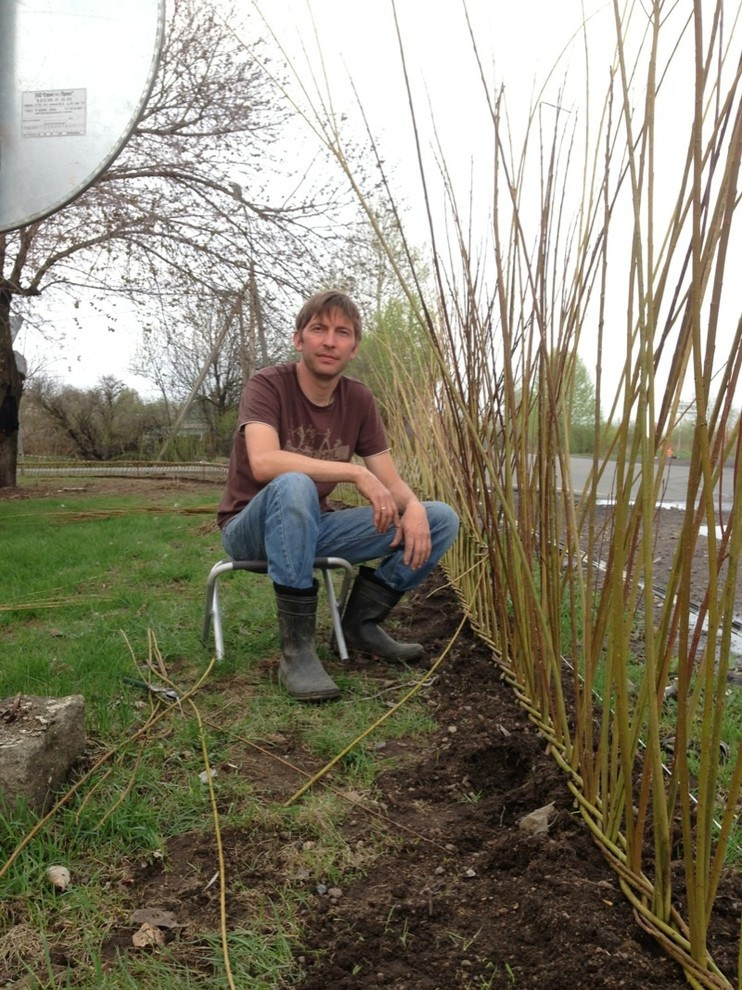 Живая изгородь из лозы.