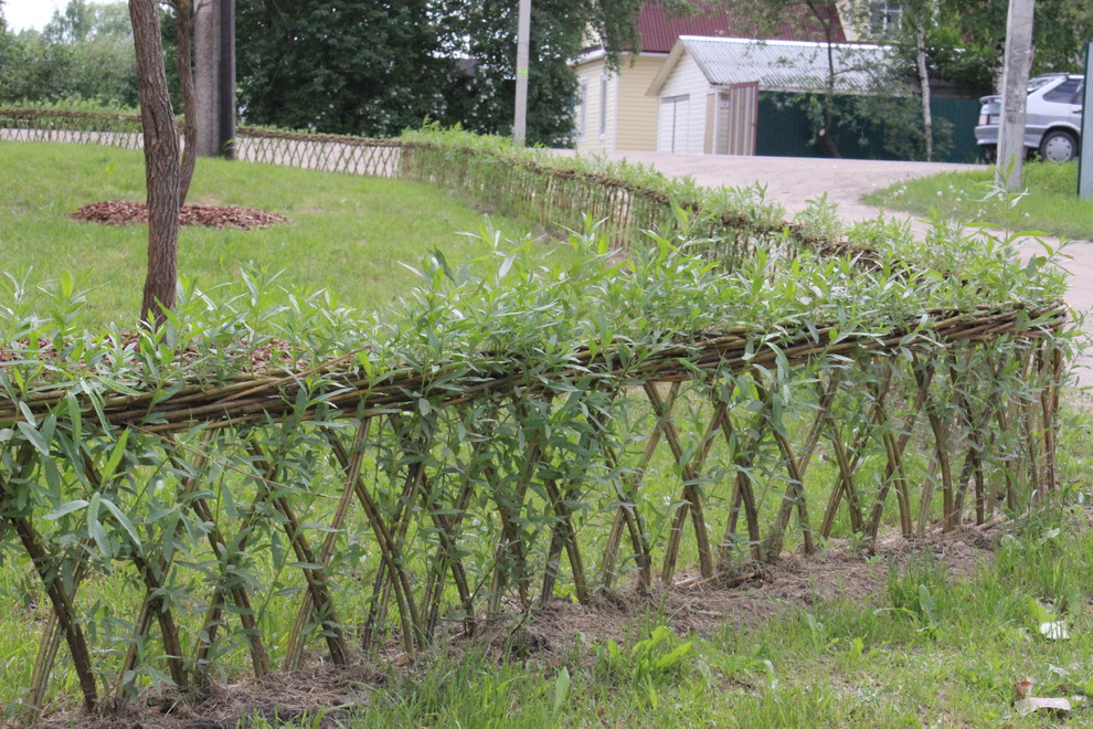 Живая изгородь из лозы.