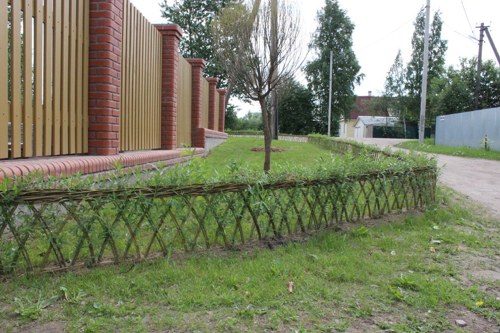 Живая изгородь из лозы.