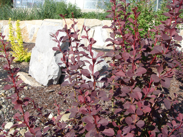 Строительство благоустройство озеленение участка сада