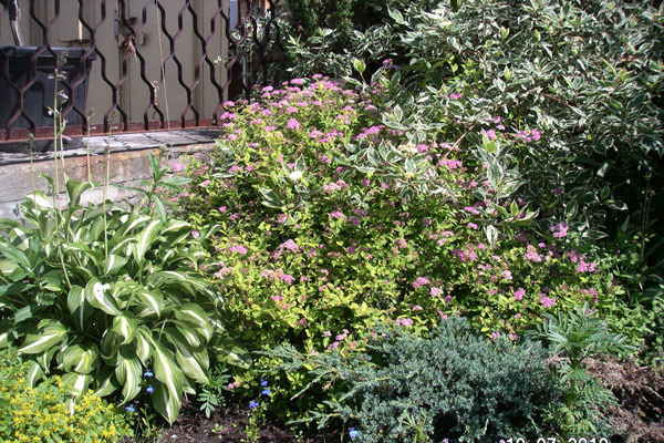 Строительство благоустройство озеленение участка сада