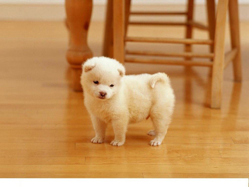 ламинат ДАЙМОНД