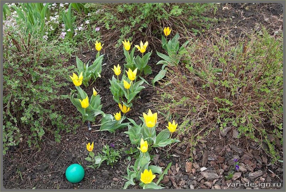 Весенний сад