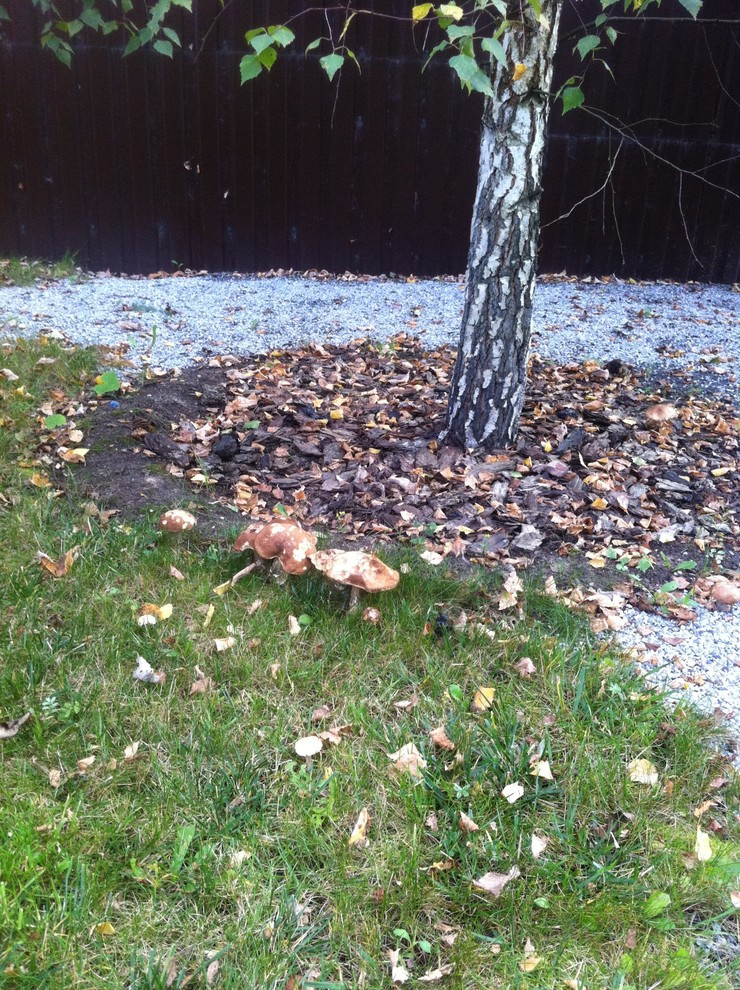 "Сад эгоист"