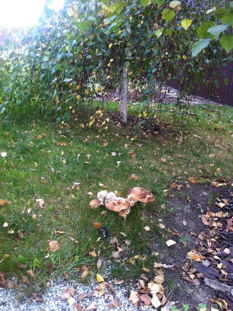 "Сад эгоист"