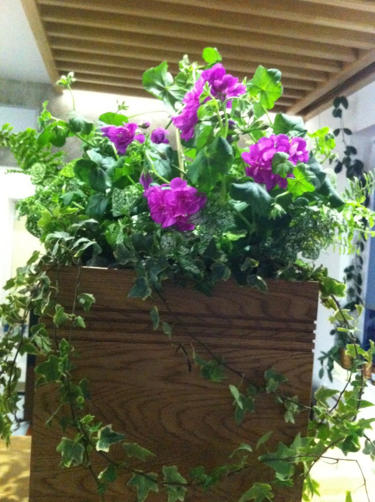 Контейнерное озеленение