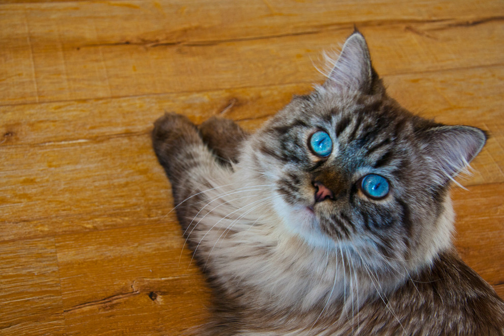 Маленький хозяин квартиры