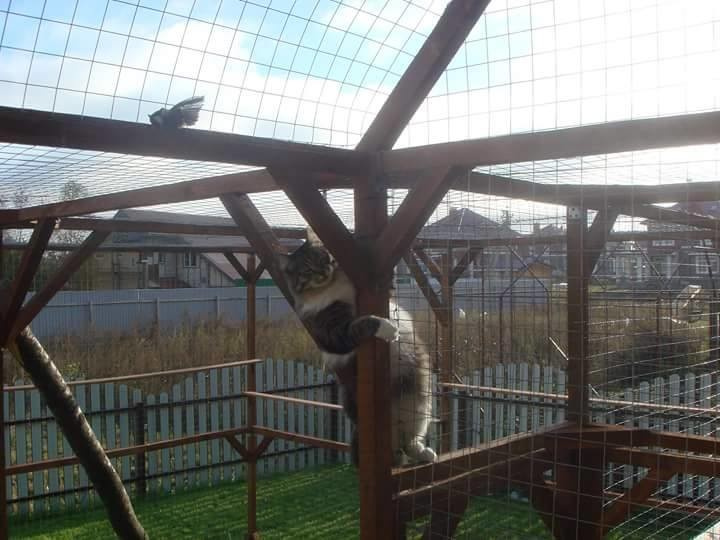 Кошкариум(или кошачий вольер)